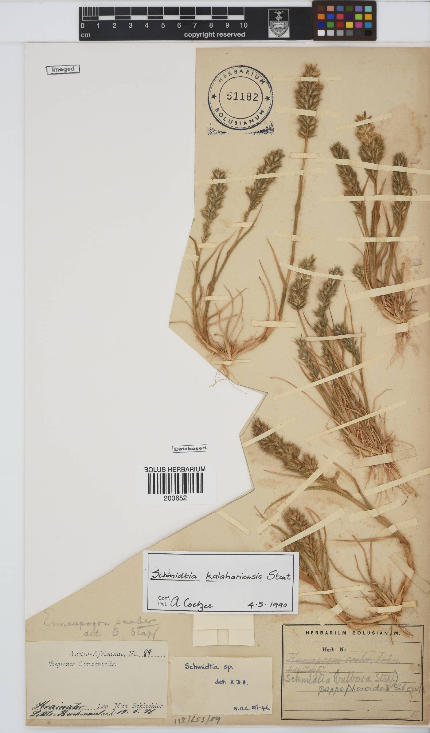 Schmidtia kalahariensis image