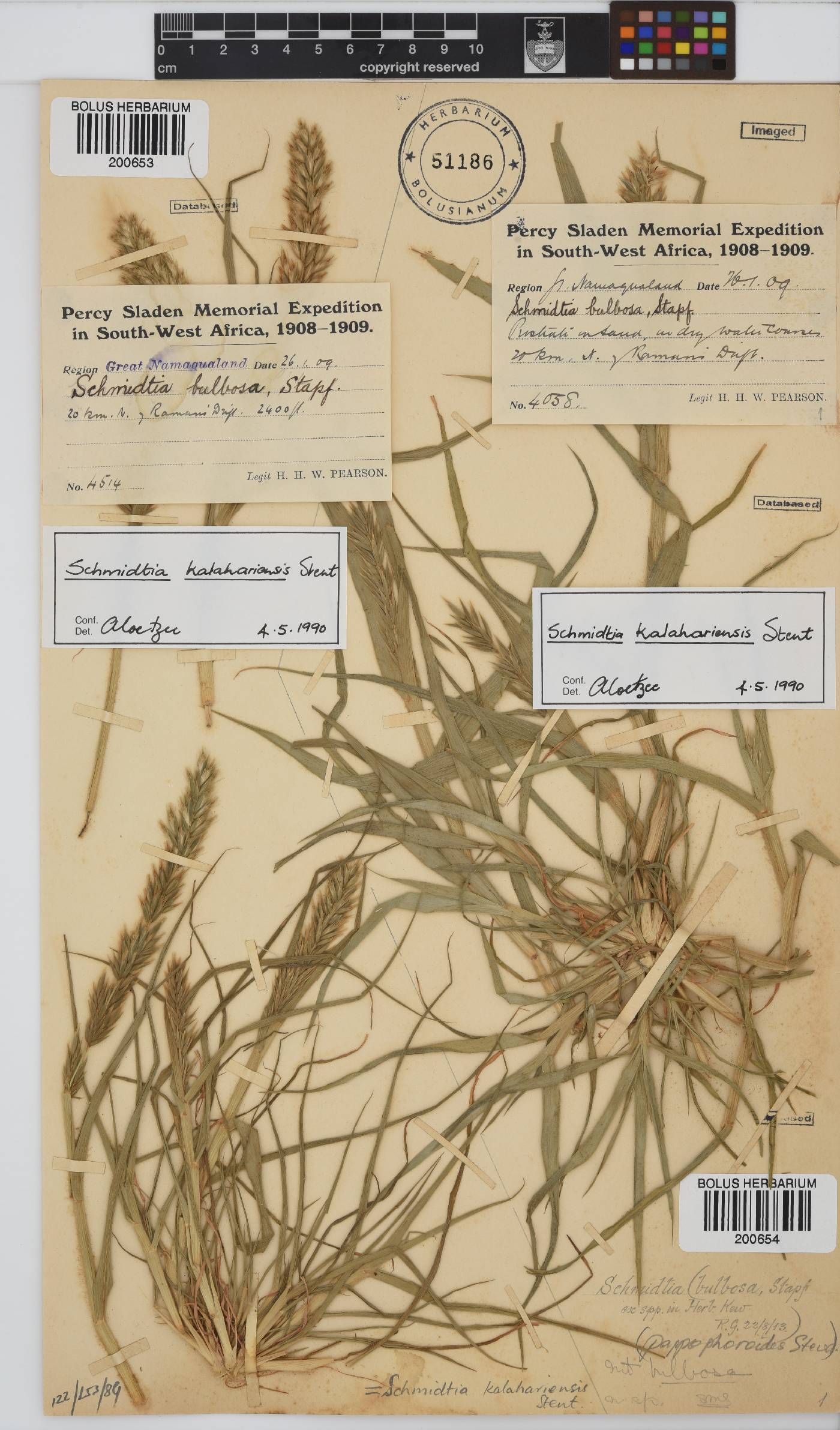 Schmidtia image