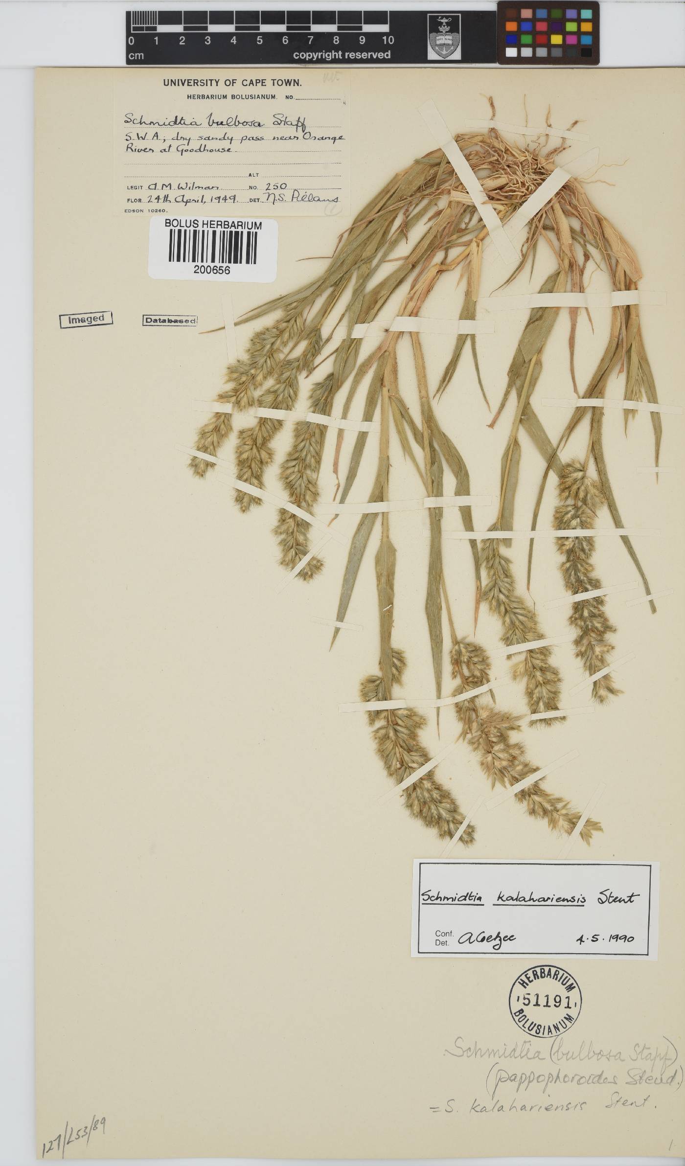 Schmidtia kalahariensis image
