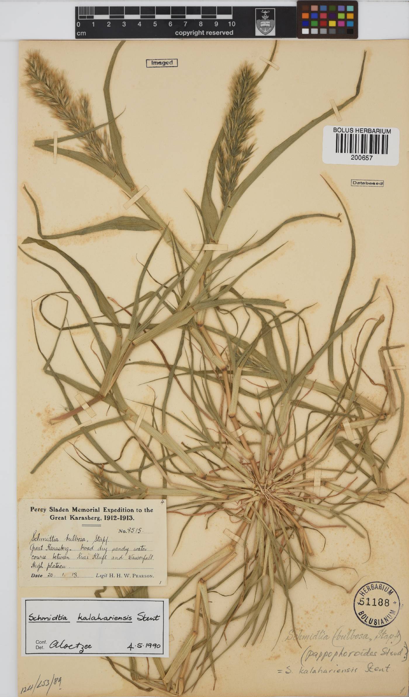 Schmidtia kalahariensis image