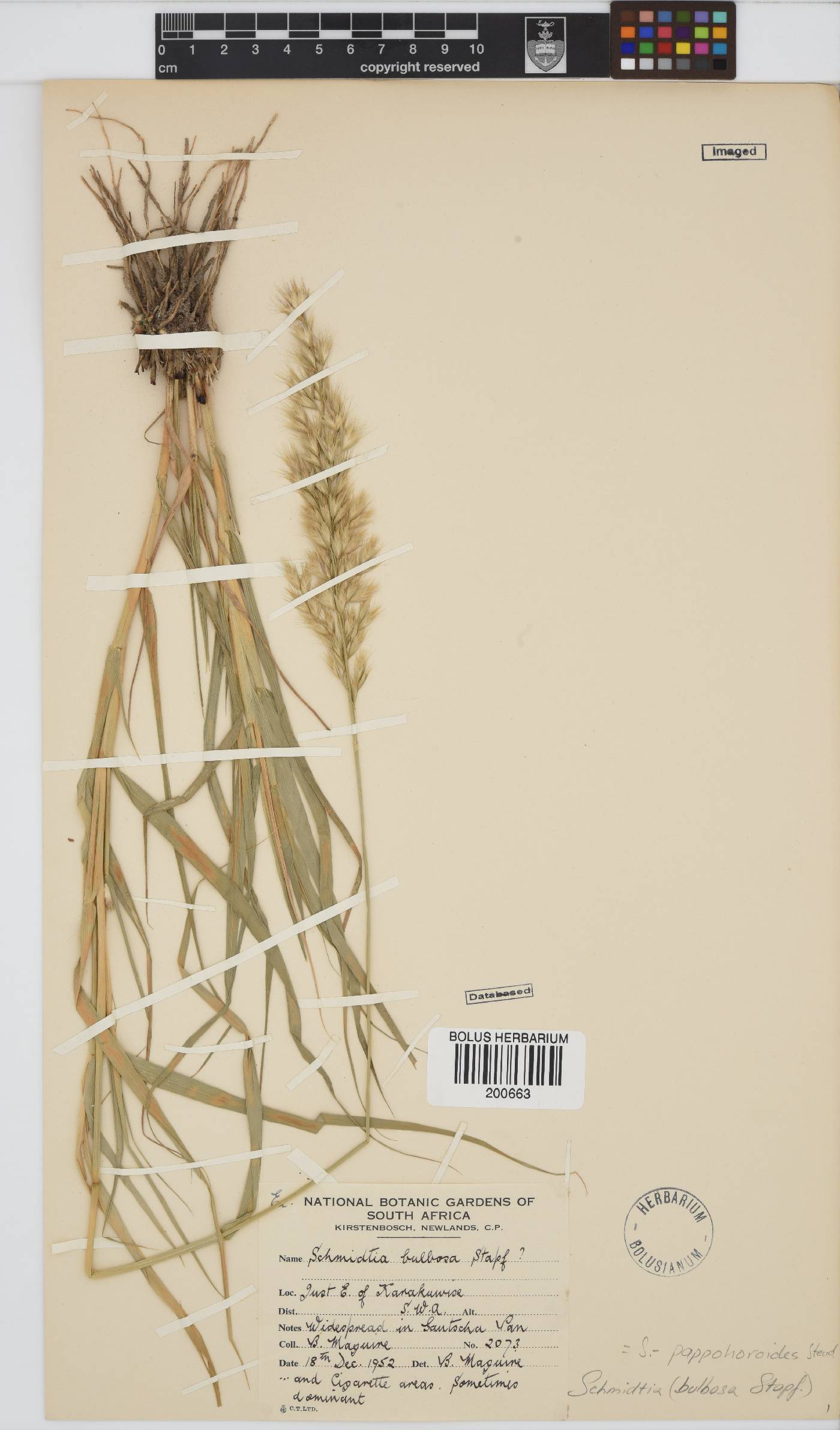 Schmidtia image