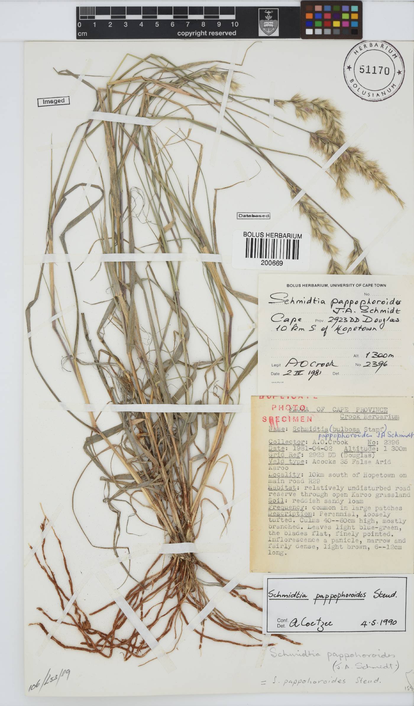 Schmidtia pappophoroides image