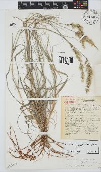 Schmidtia pappophoroides image