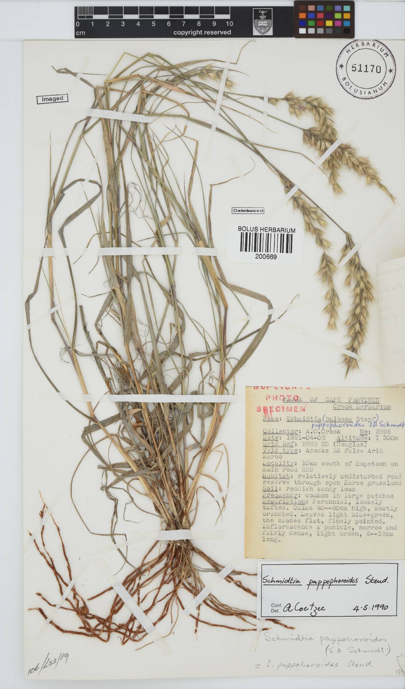 Schmidtia pappophoroides image