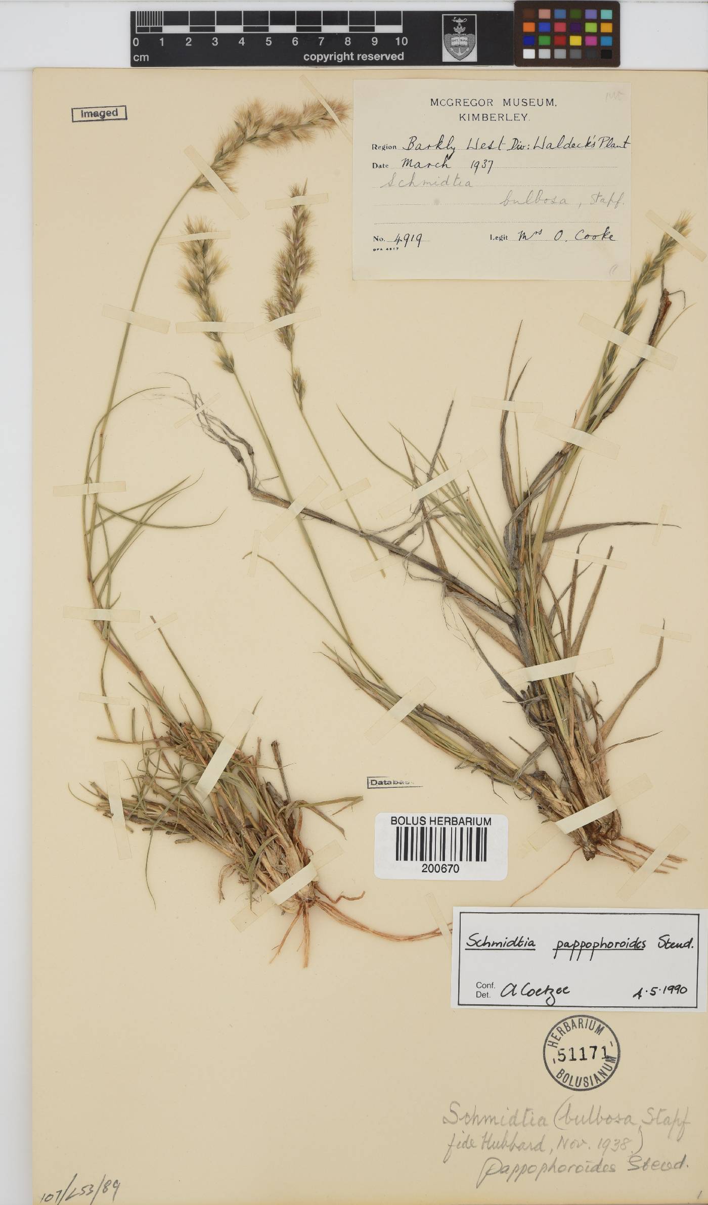 Schmidtia image