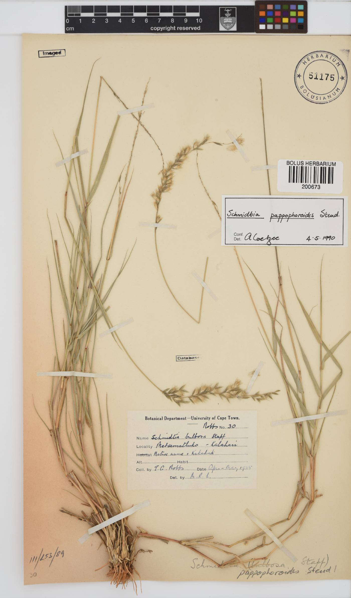 Schmidtia image