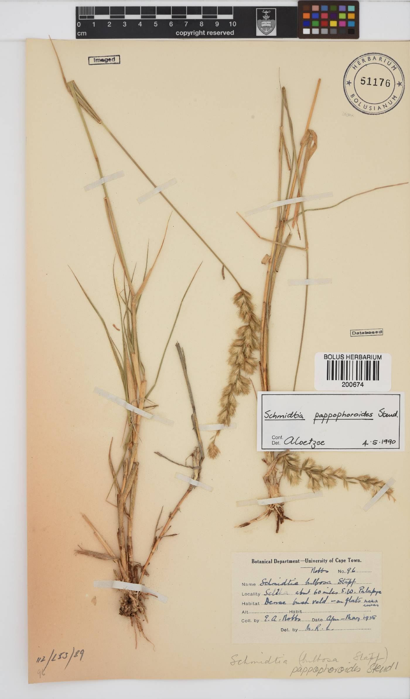 Schmidtia pappophoroides image