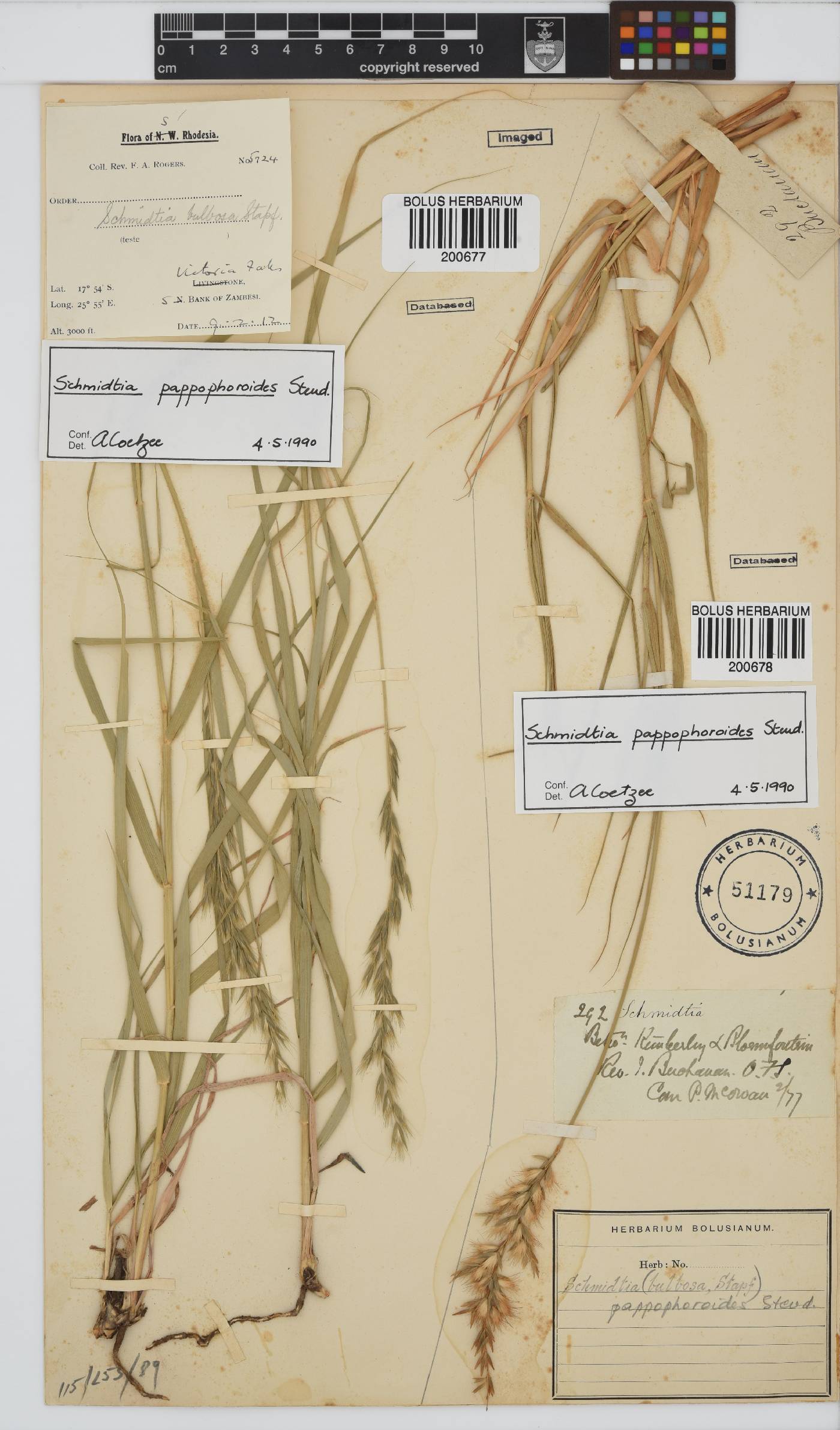 Schmidtia pappophoroides image