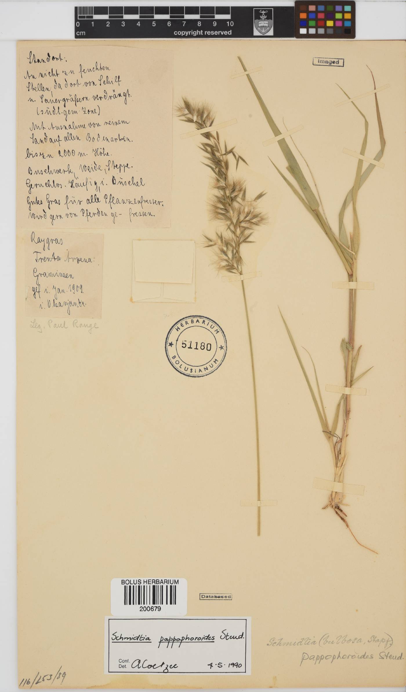 Schmidtia pappophoroides image