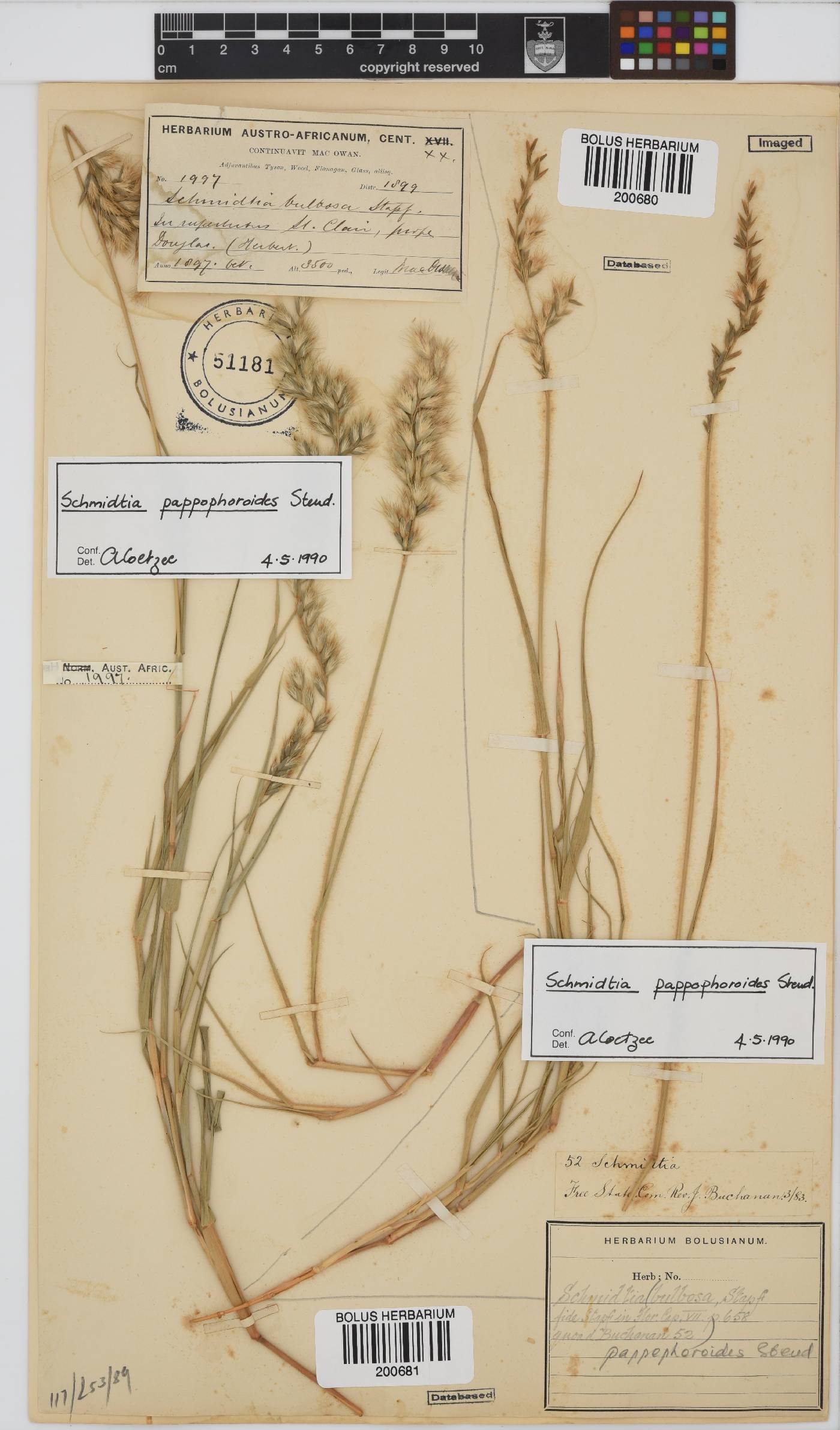 Schmidtia pappophoroides image