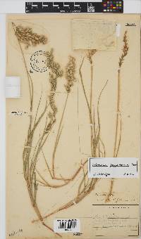 Schmidtia pappophoroides image