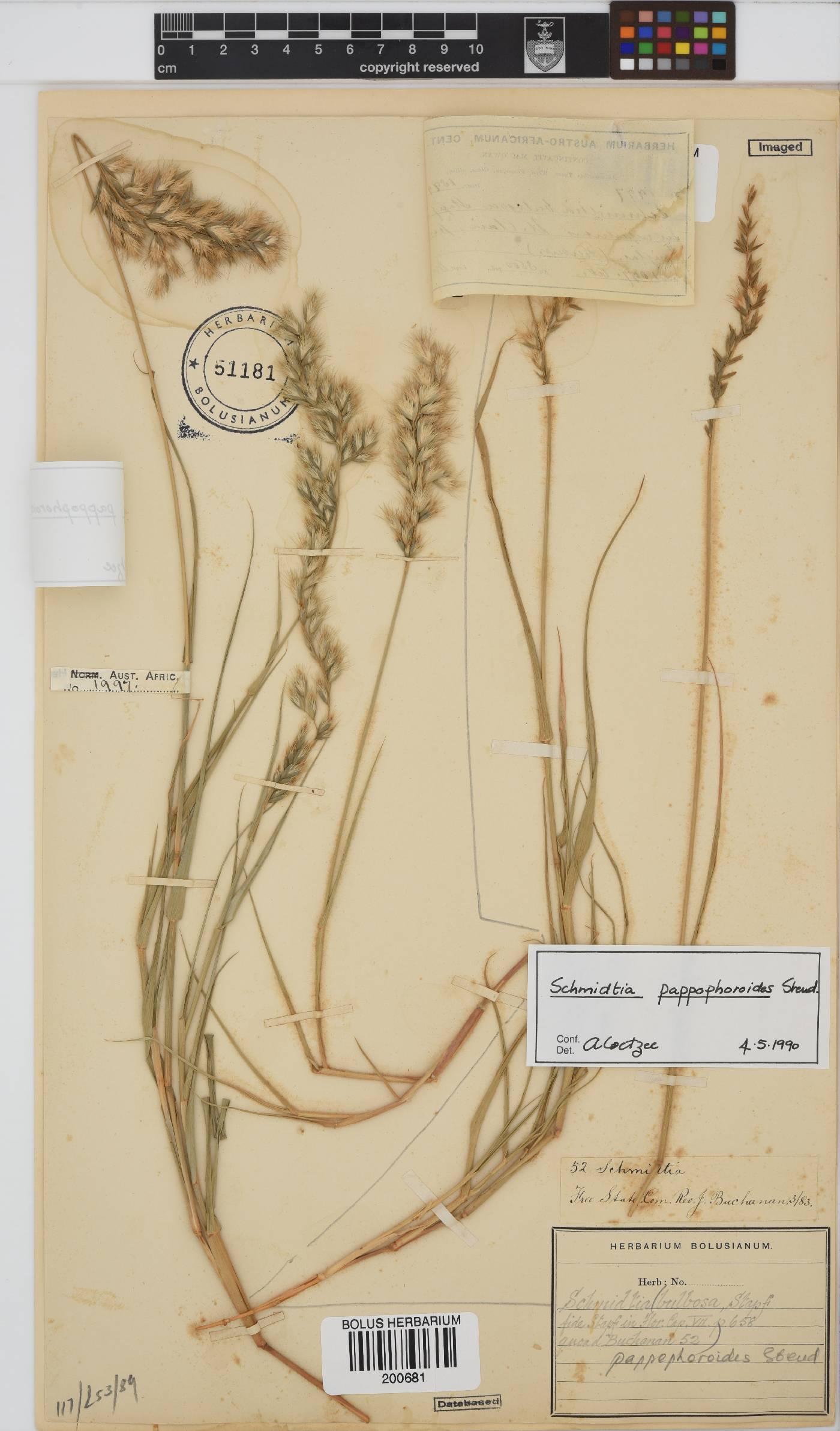 Schmidtia pappophoroides image