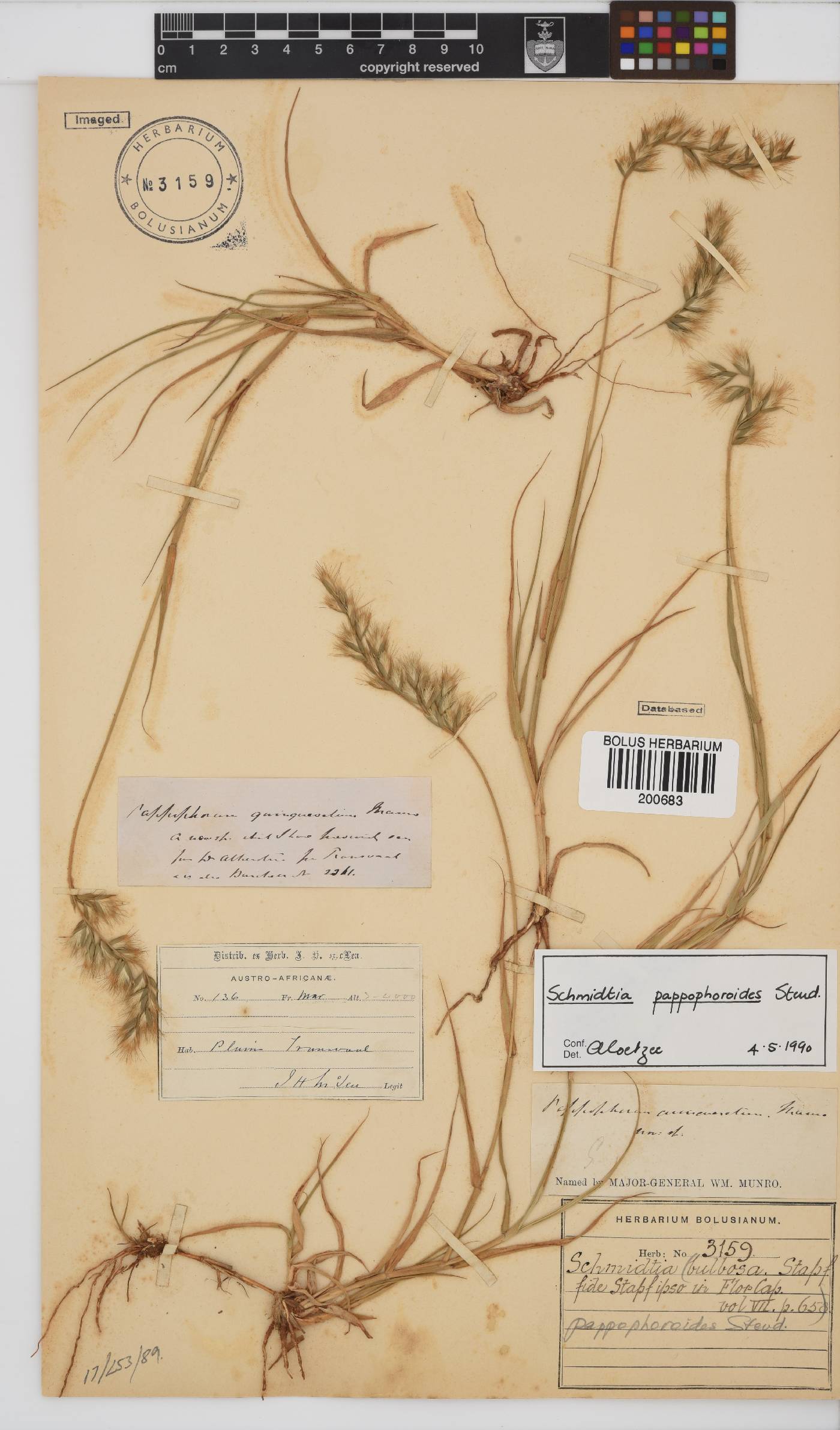 Schmidtia pappophoroides image