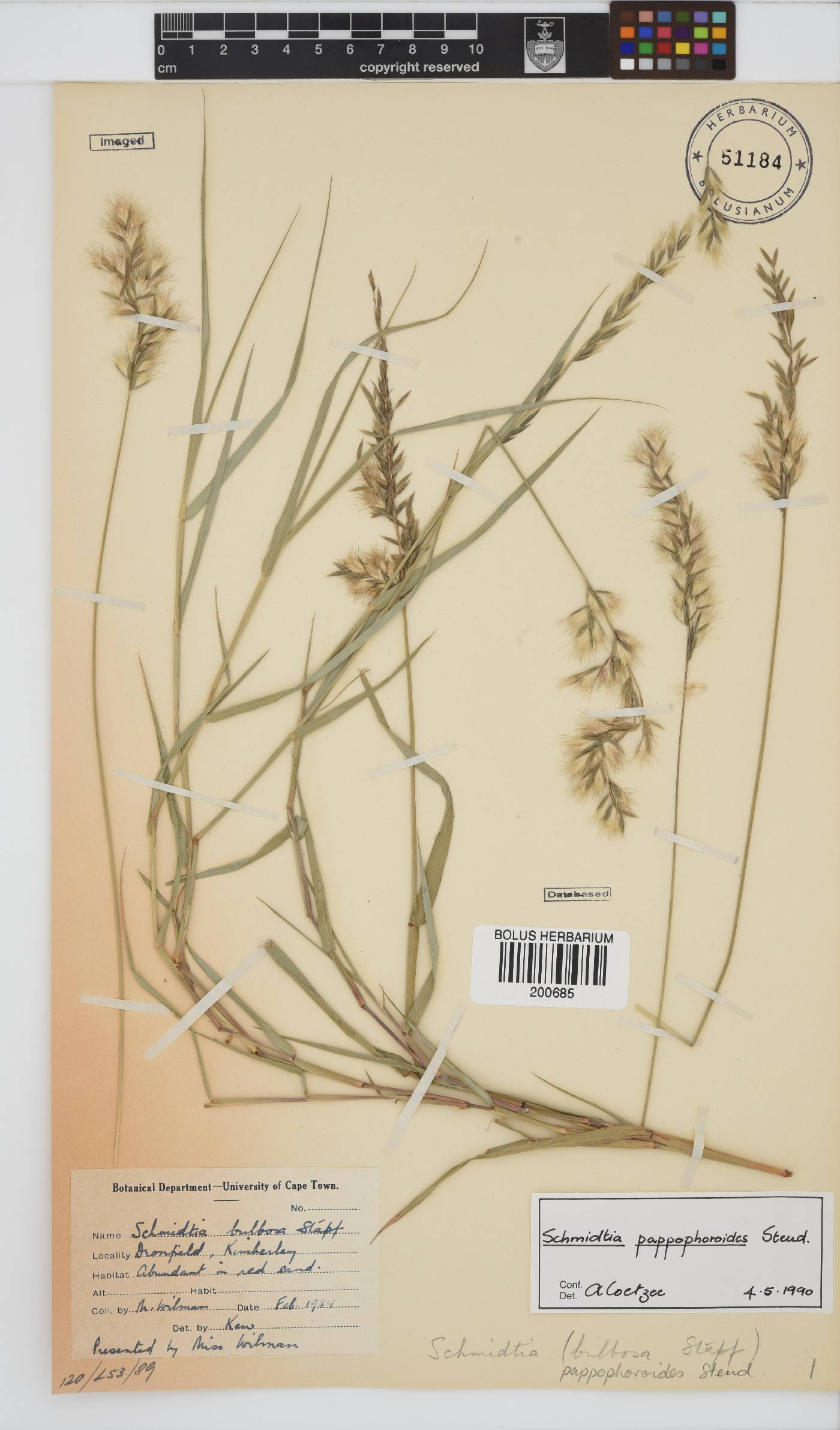 Schmidtia pappophoroides image