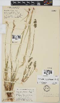 Schmidtia pappophoroides image