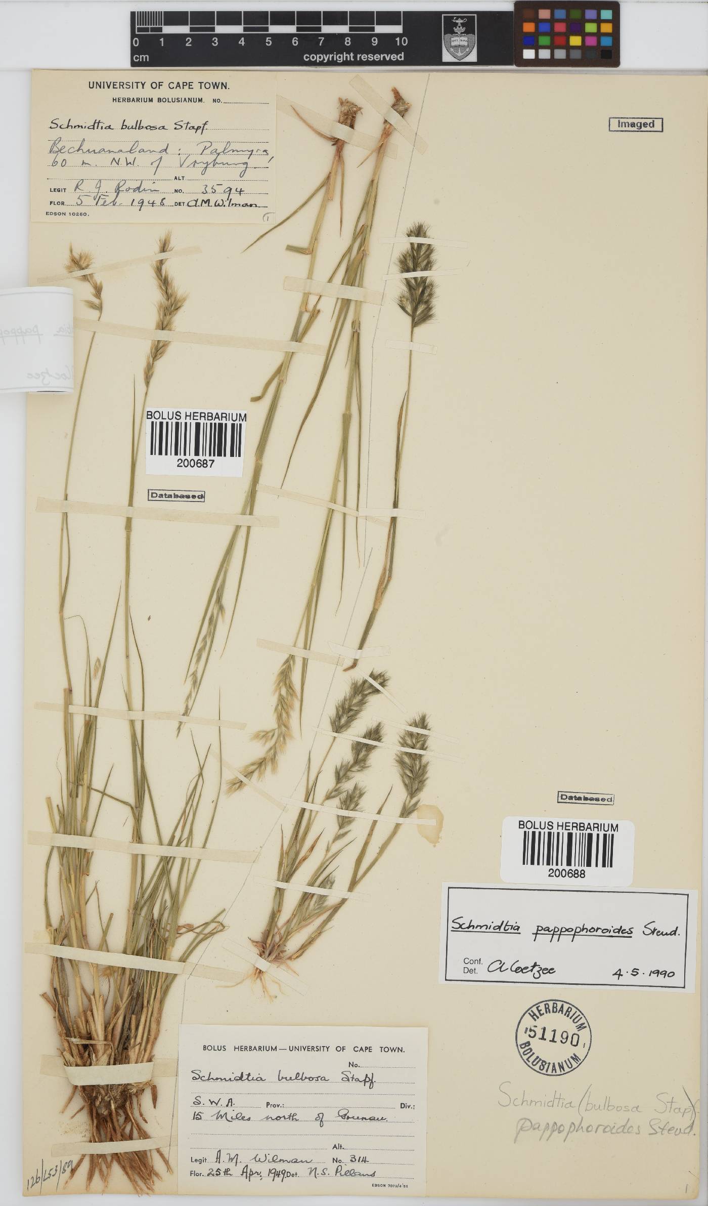 Schmidtia pappophoroides image