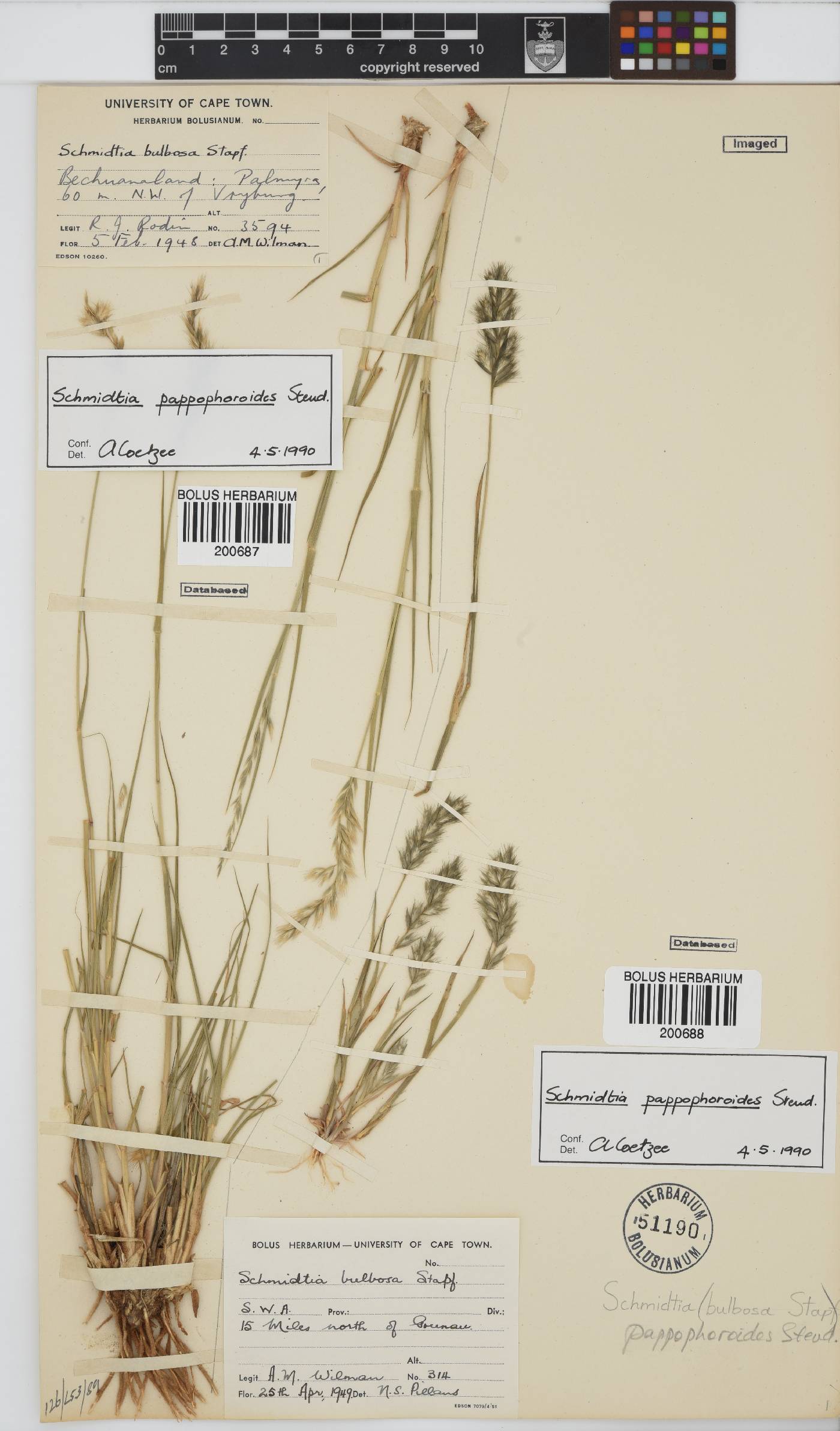 Schmidtia pappophoroides image