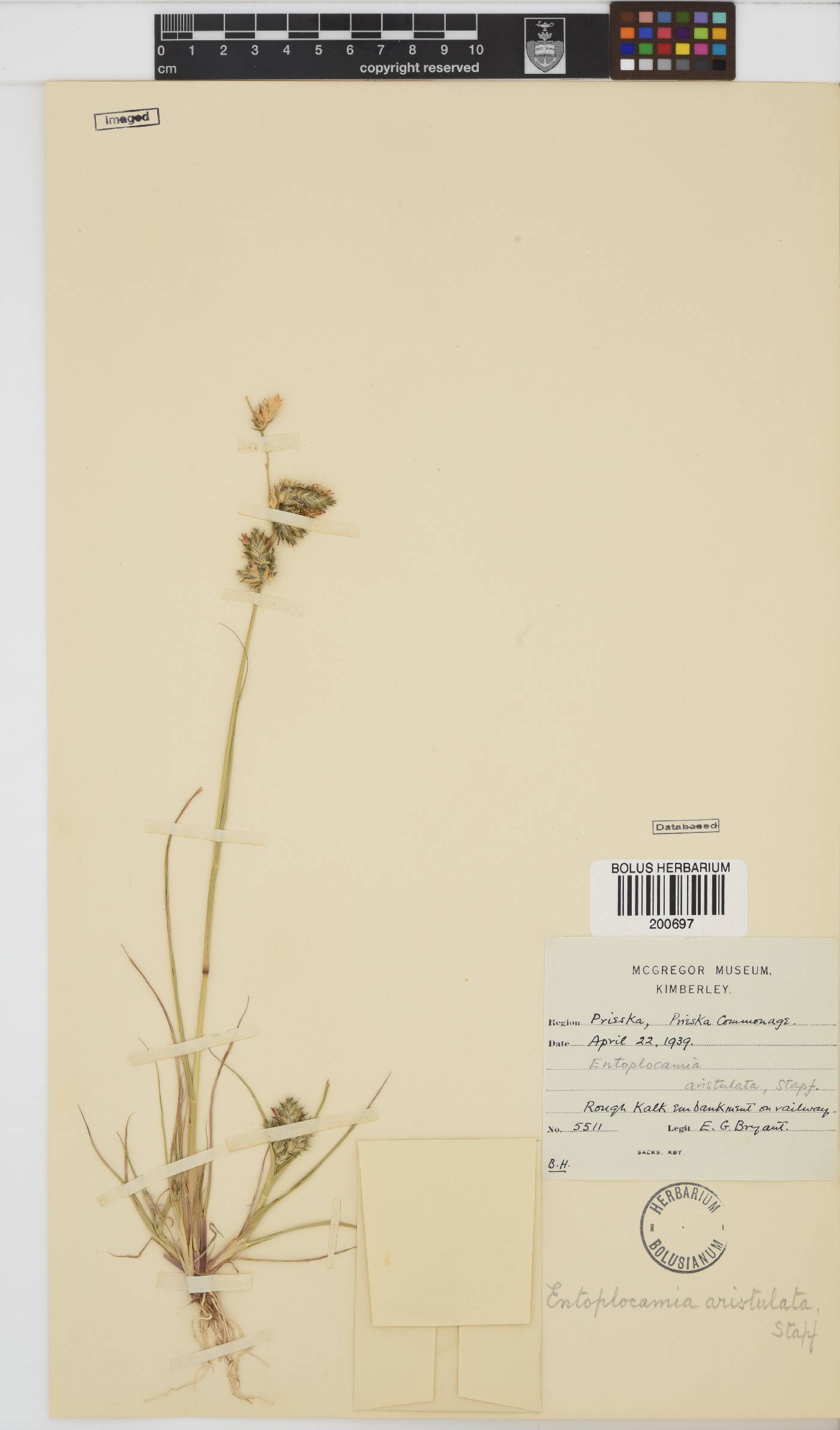 Entoplocamia aristulata image