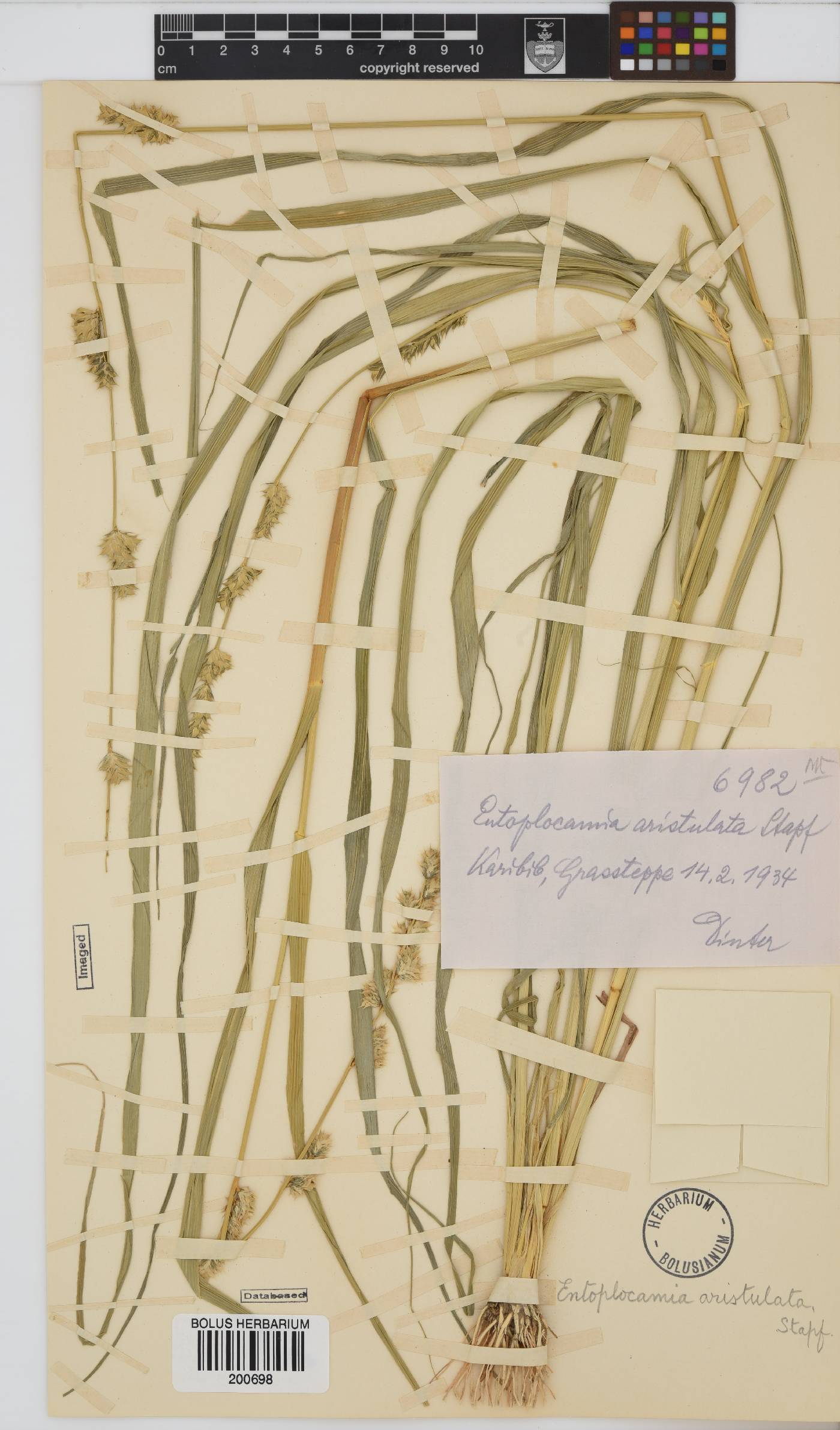 Entoplocamia image