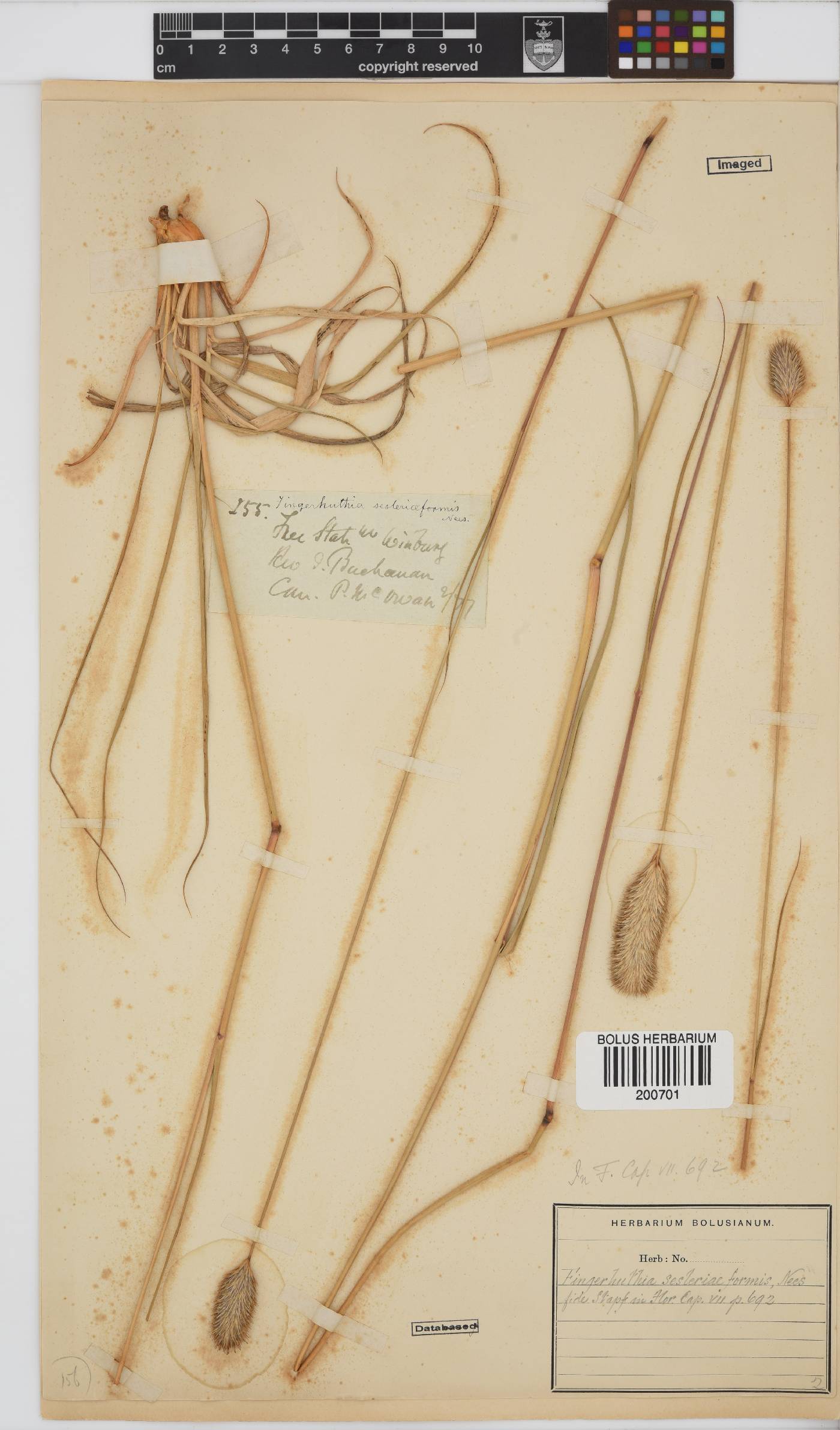 Fingerhuthia sesleriiformis image