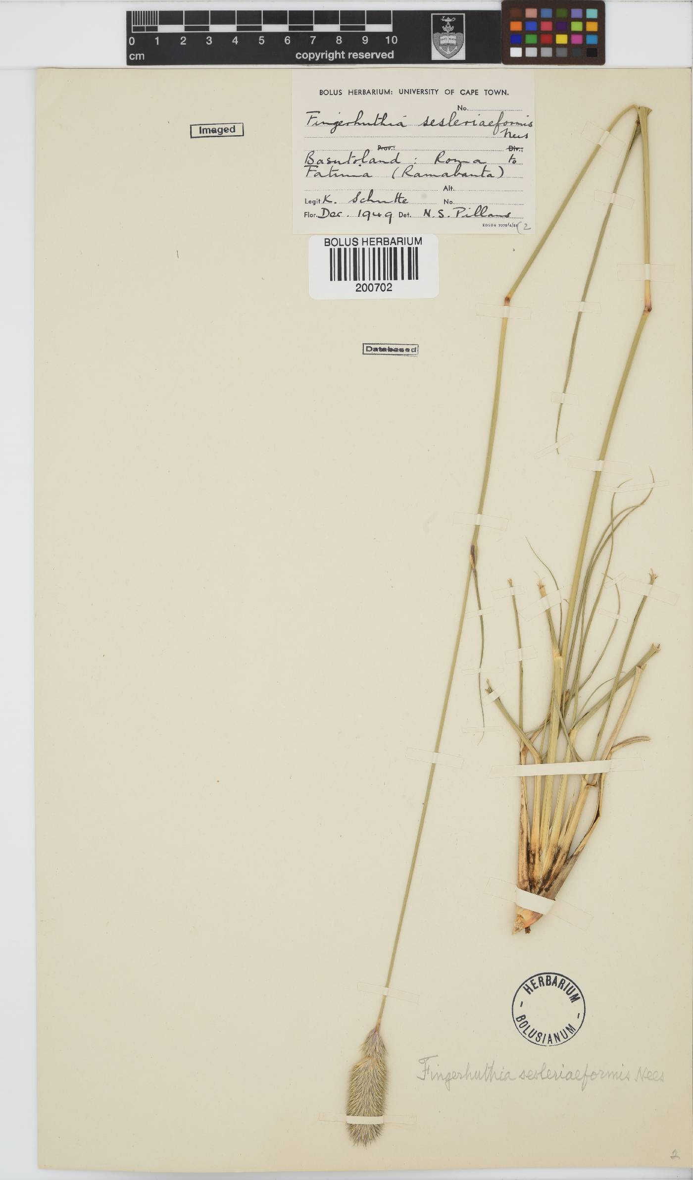 Fingerhuthia sesleriiformis image