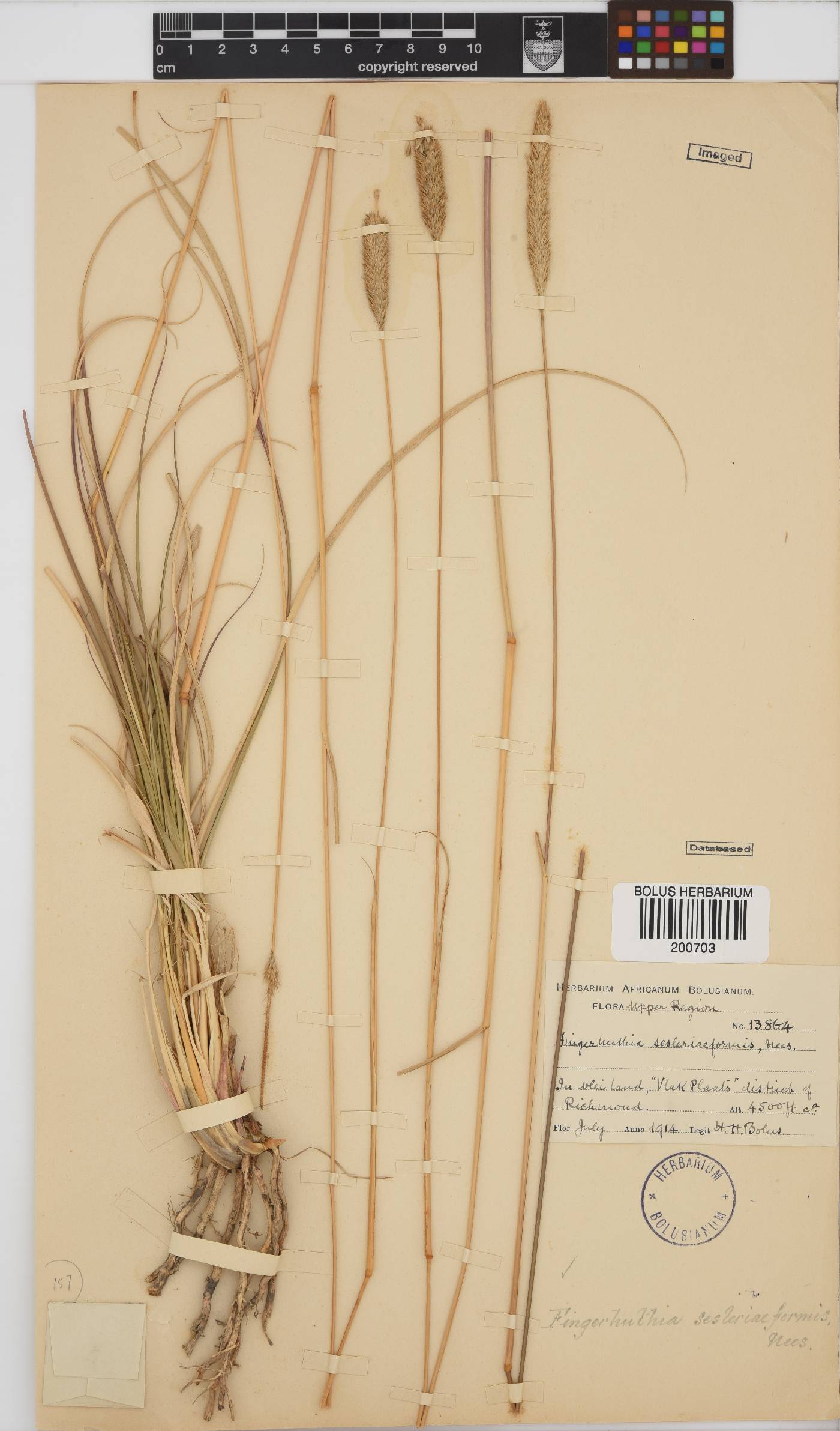 Fingerhuthia sesleriiformis image