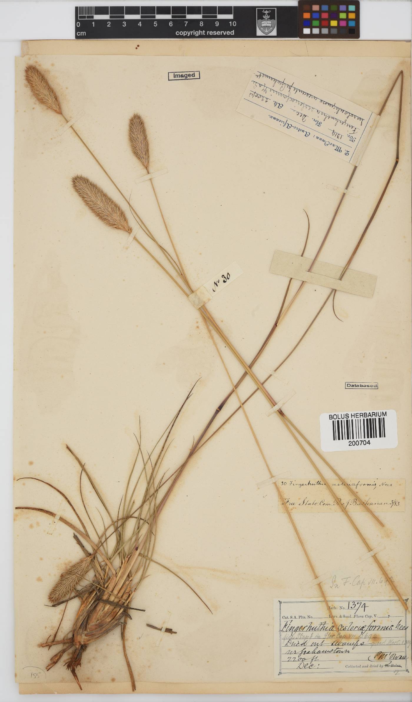 Fingerhuthia sesleriiformis image