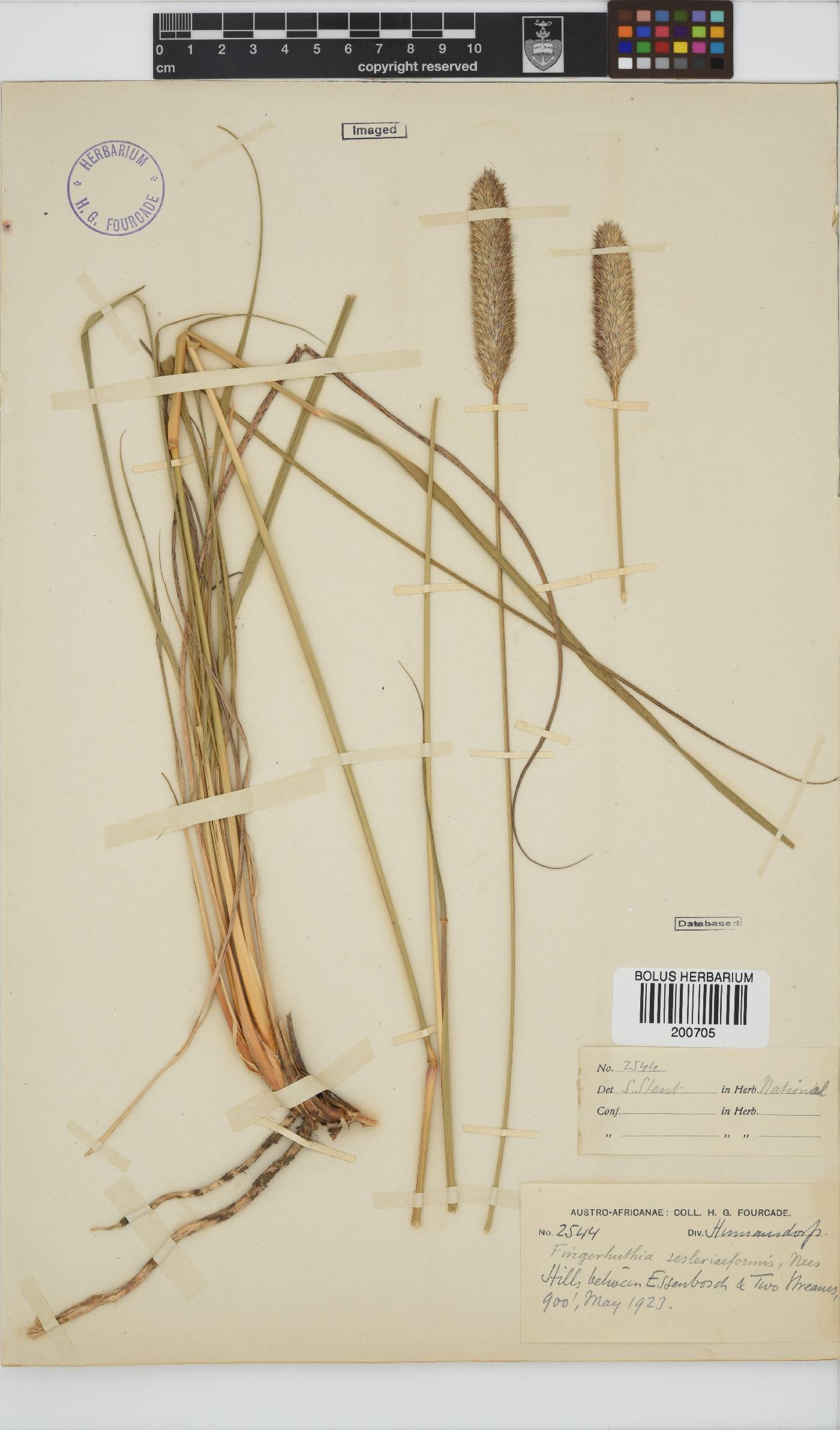 Fingerhuthia sesleriiformis image