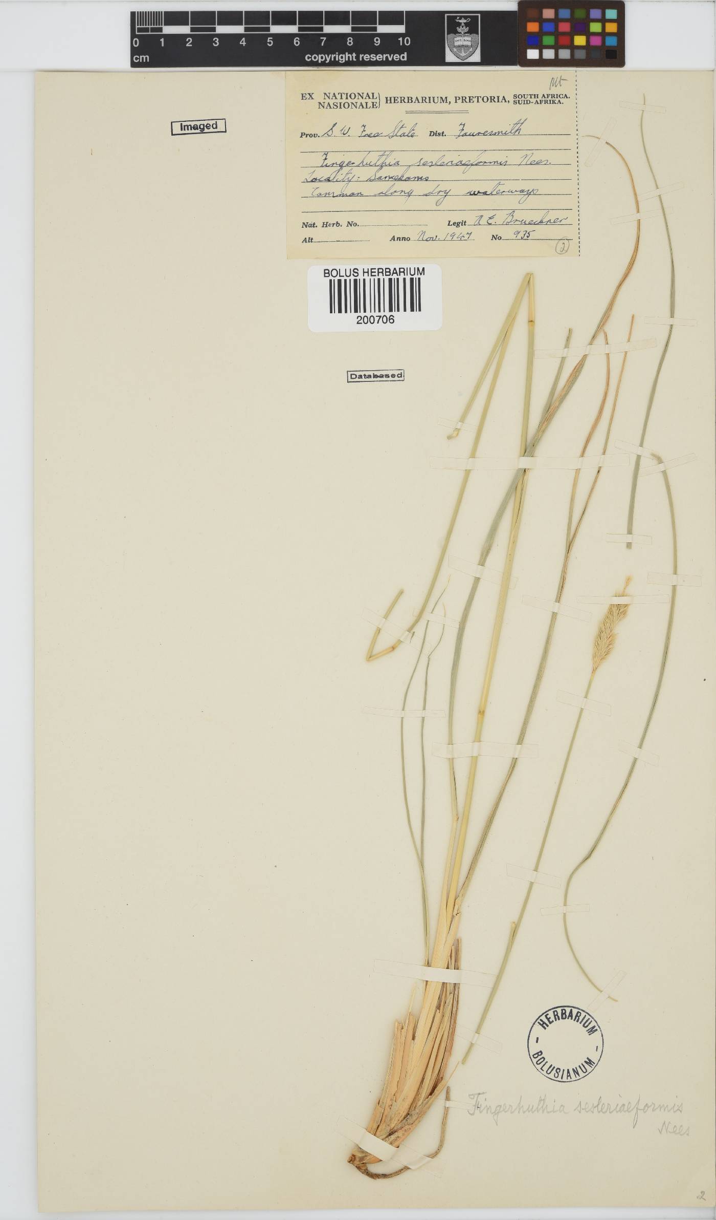 Fingerhuthia sesleriiformis image