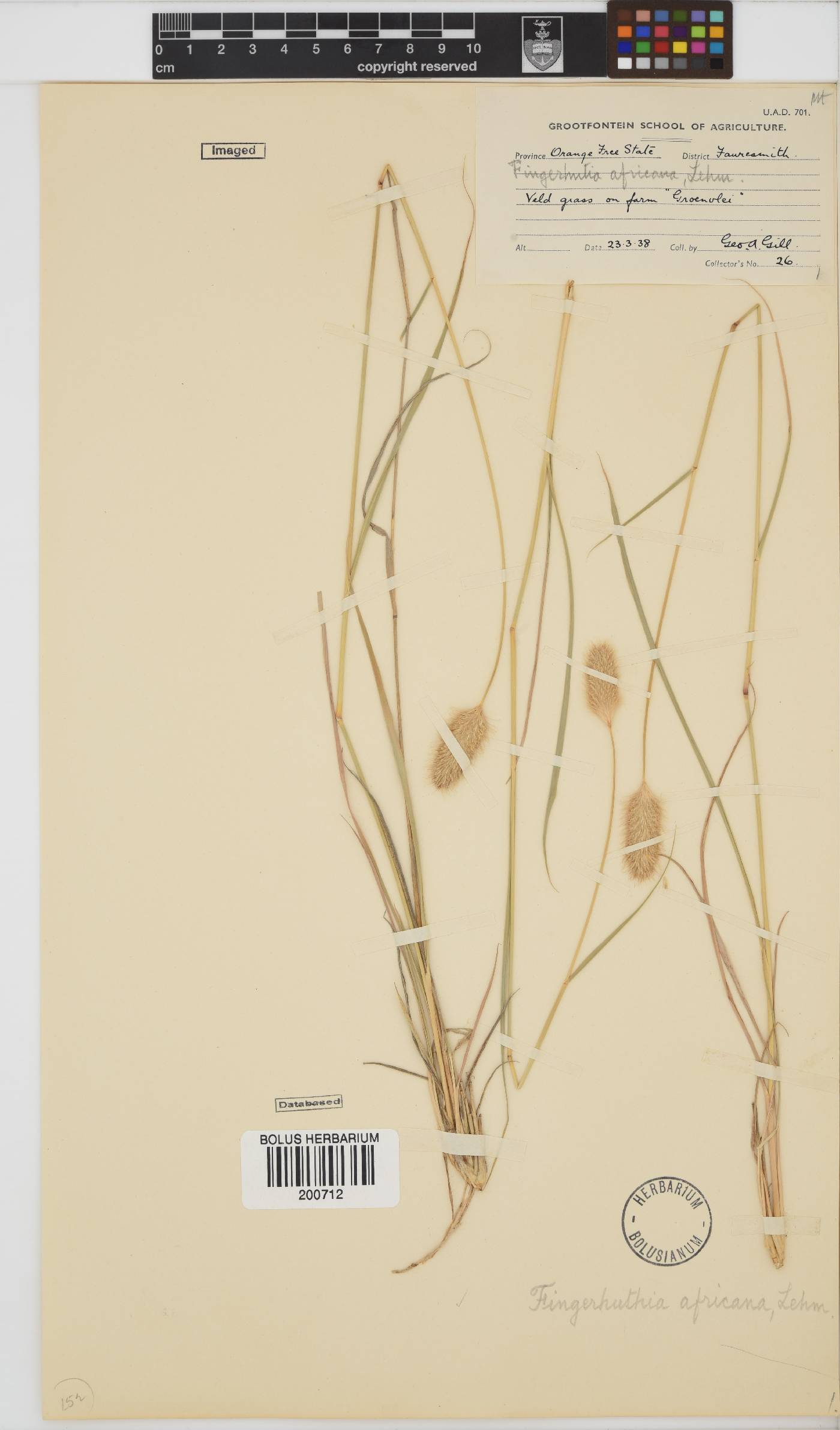 Fingerhuthia africana image