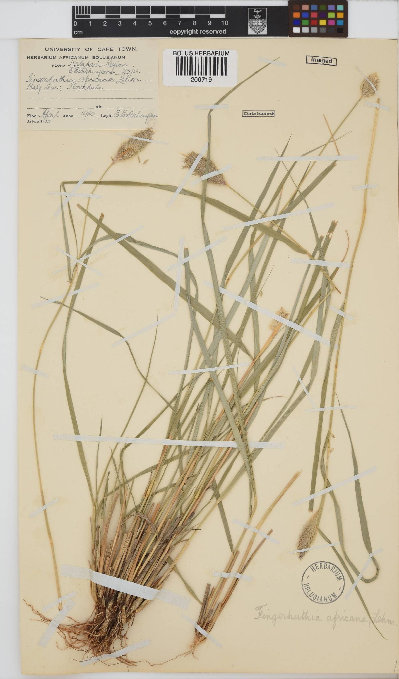 Fingerhuthia africana image