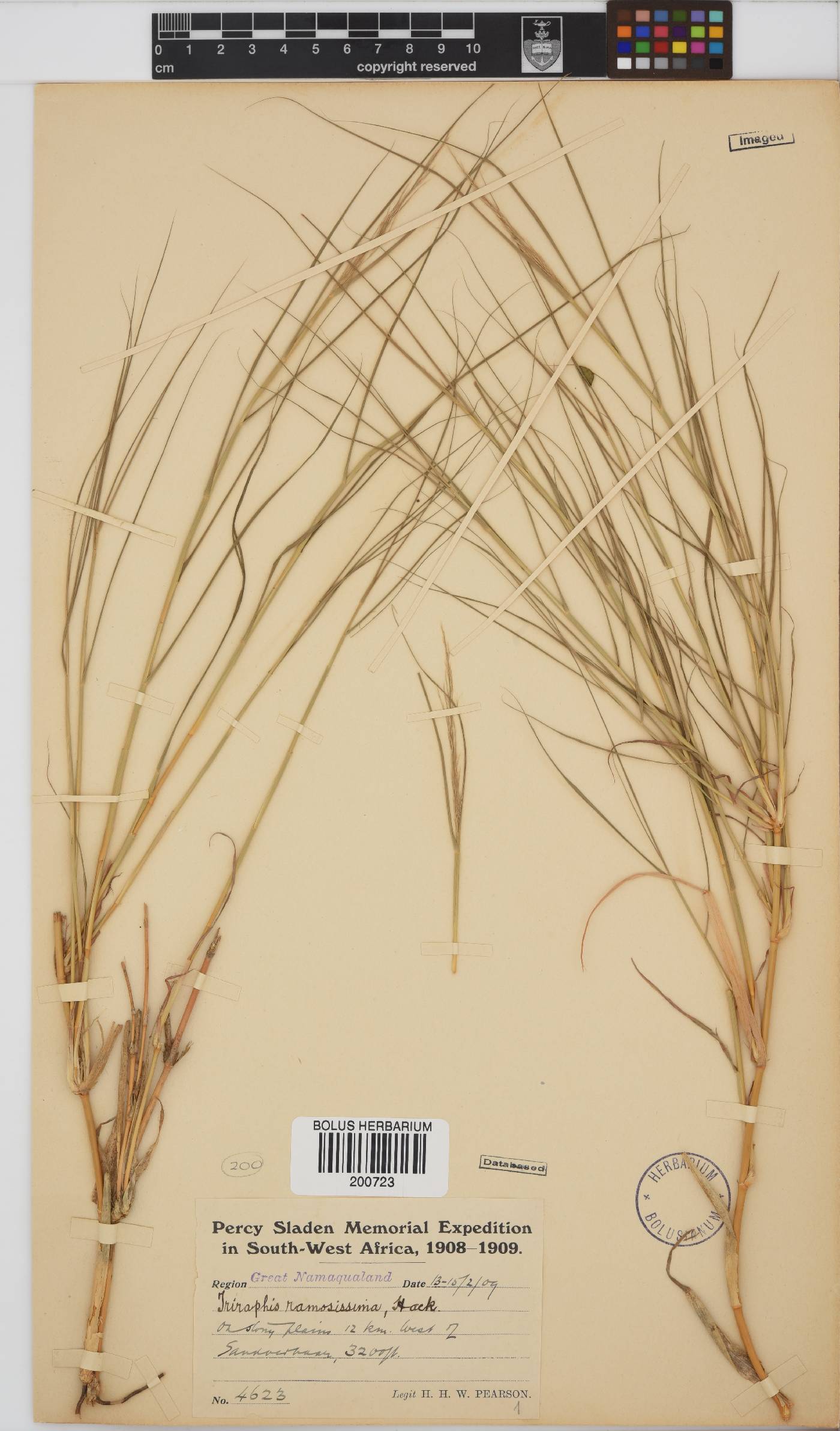 Triraphis ramosissima image