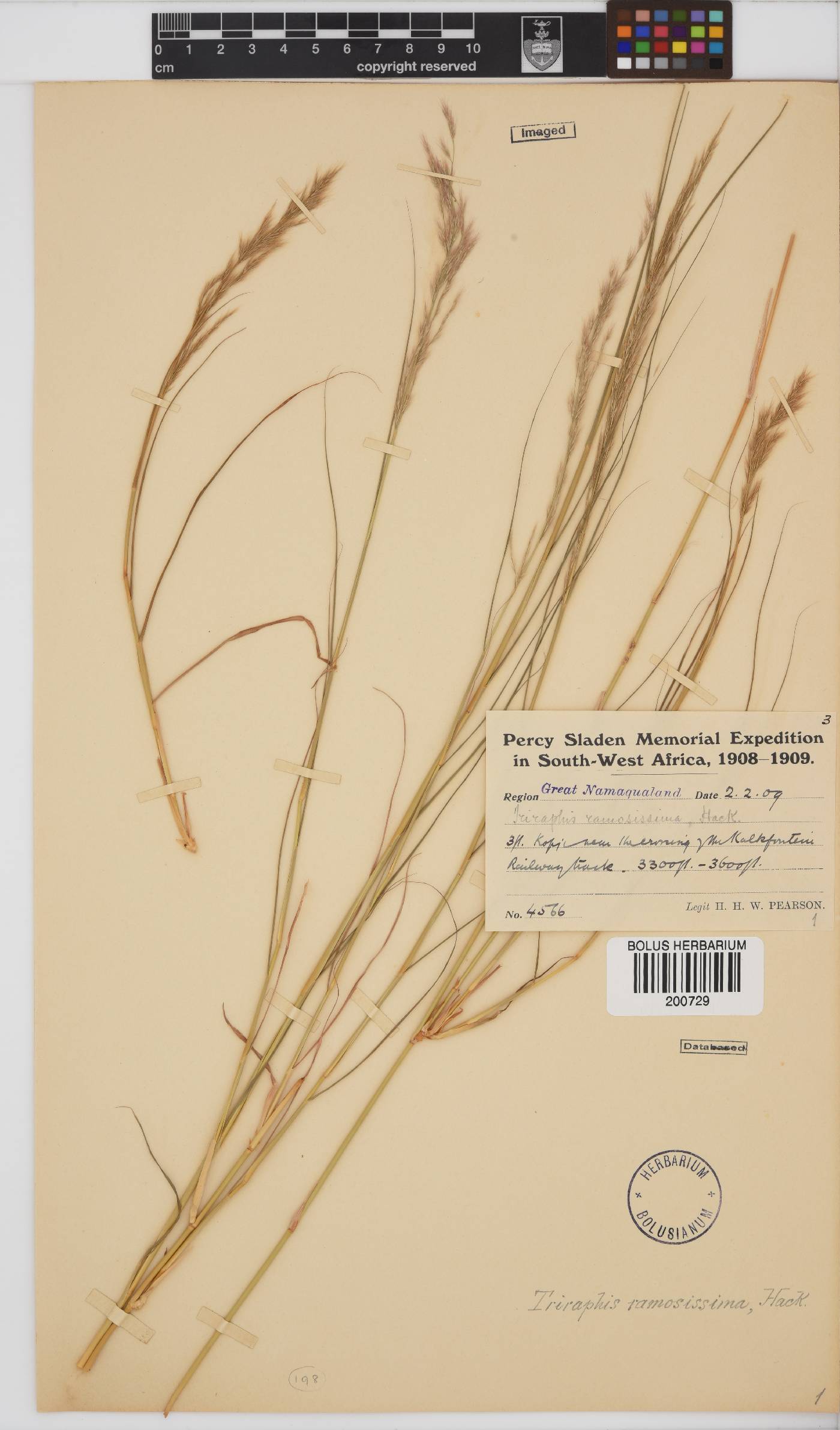 Triraphis ramosissima image