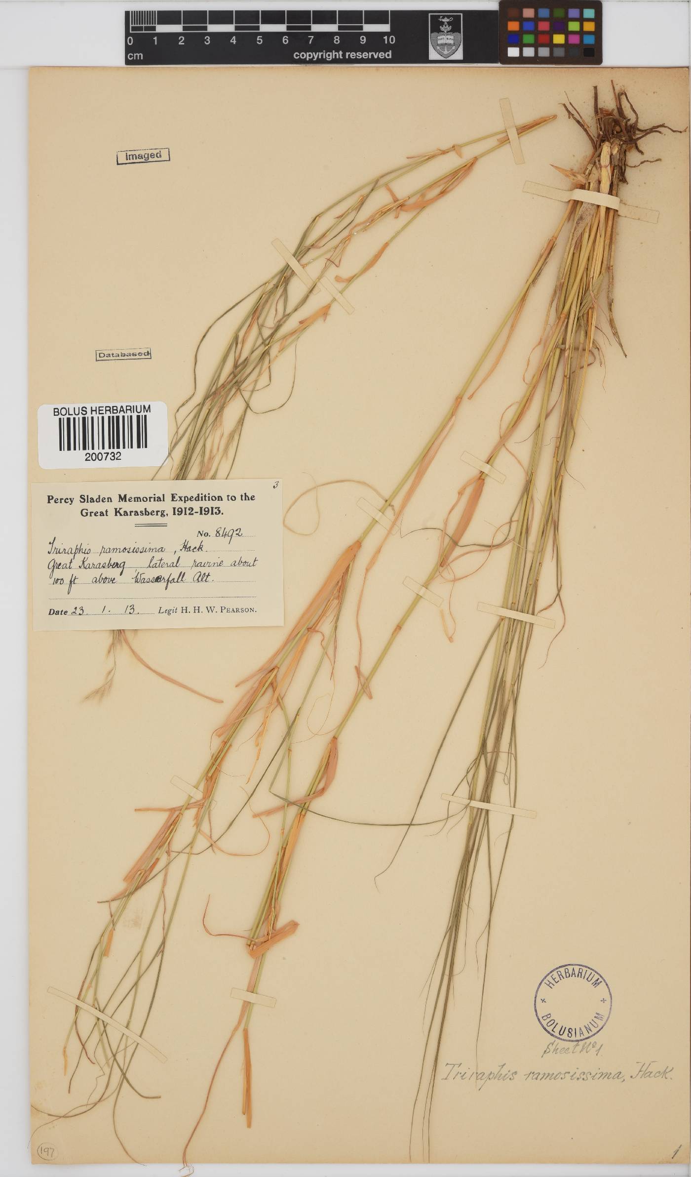 Triraphis image