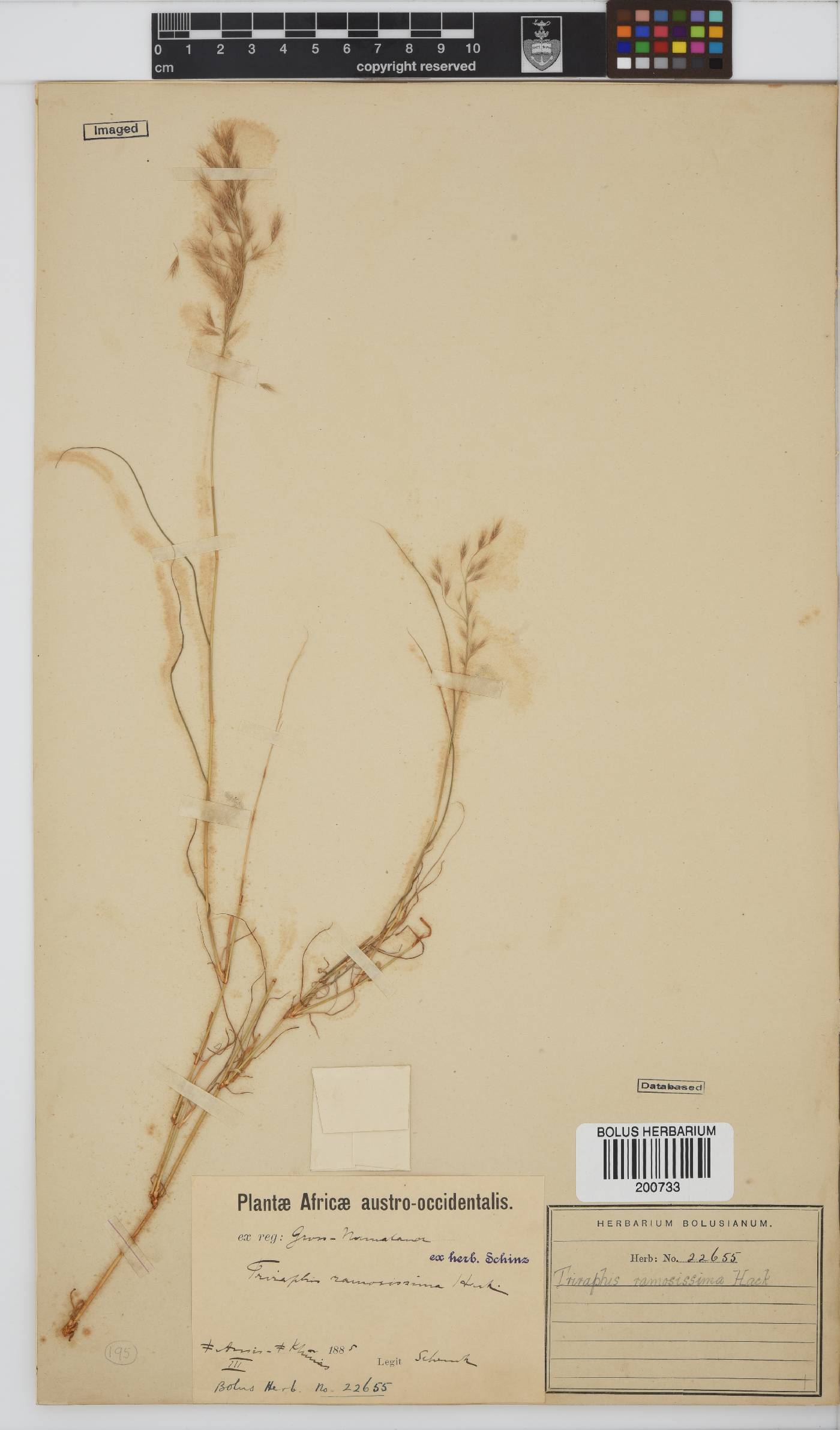 Triraphis image