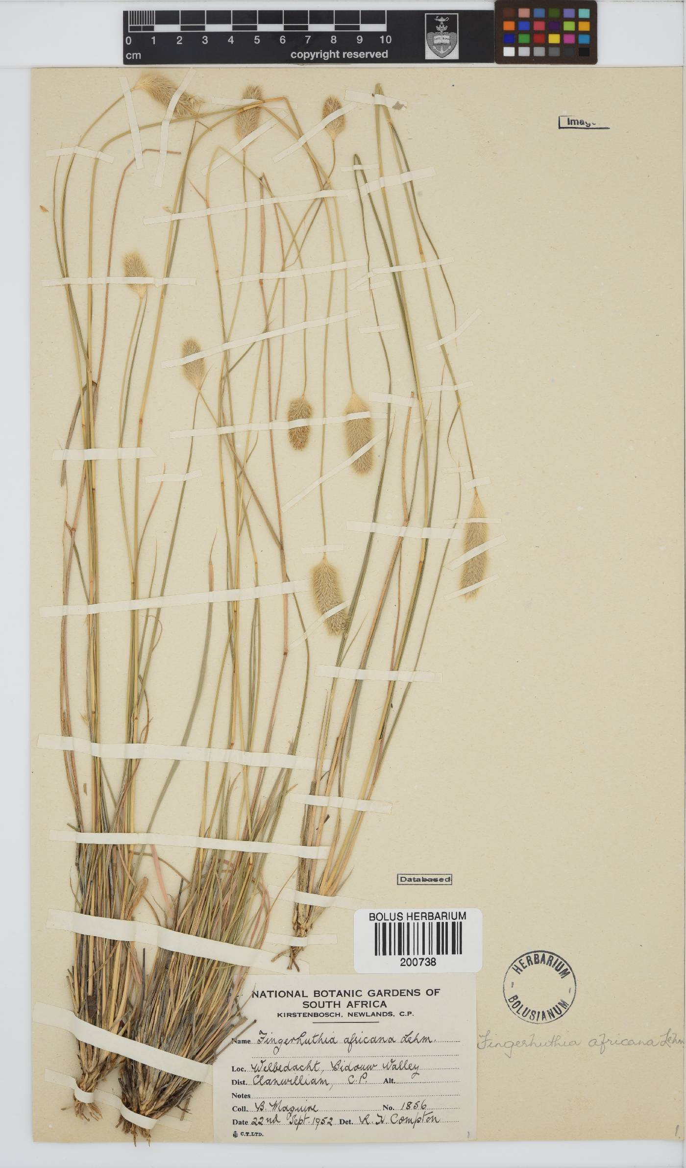 Fingerhuthia africana image