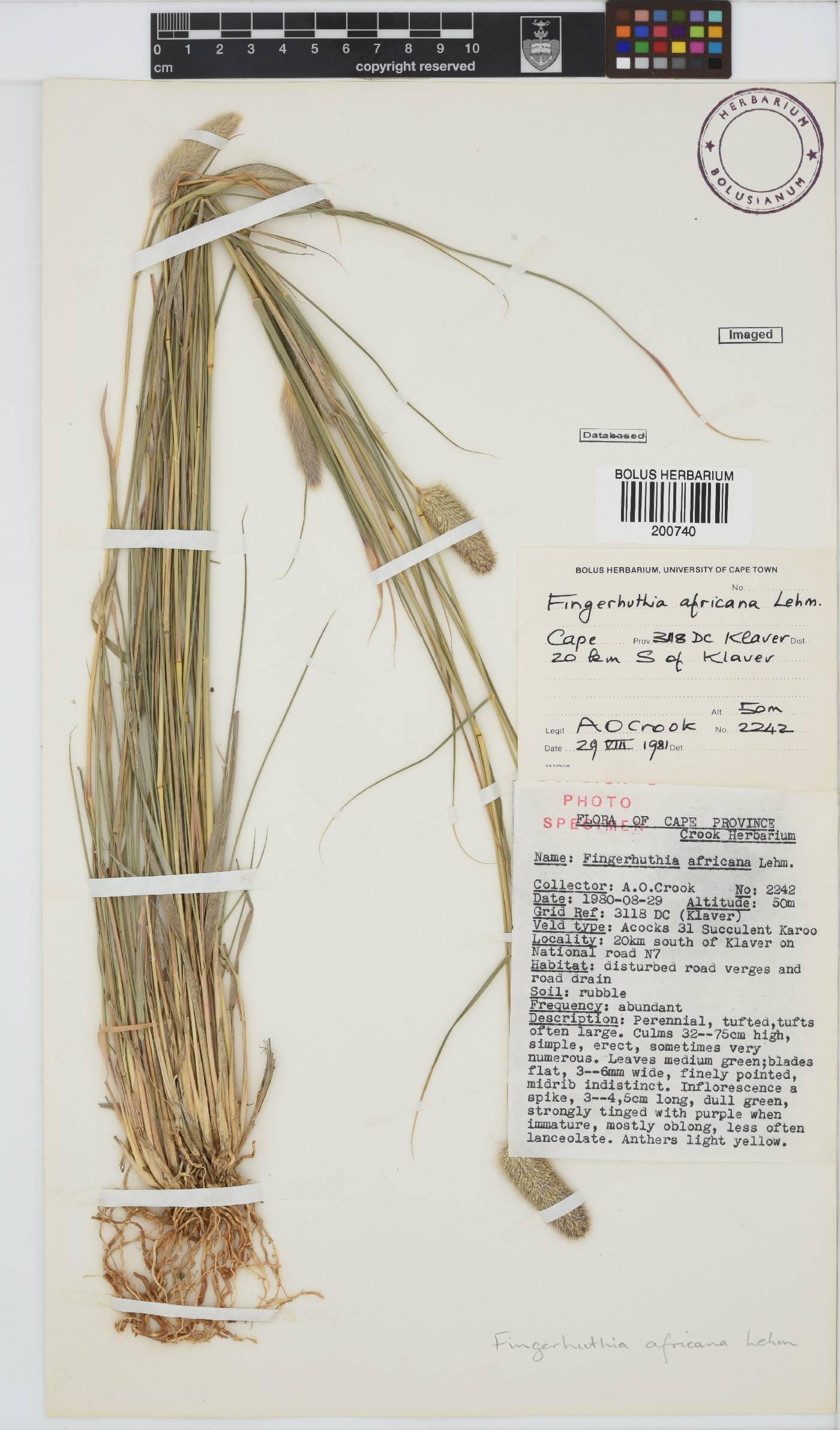 Fingerhuthia africana image