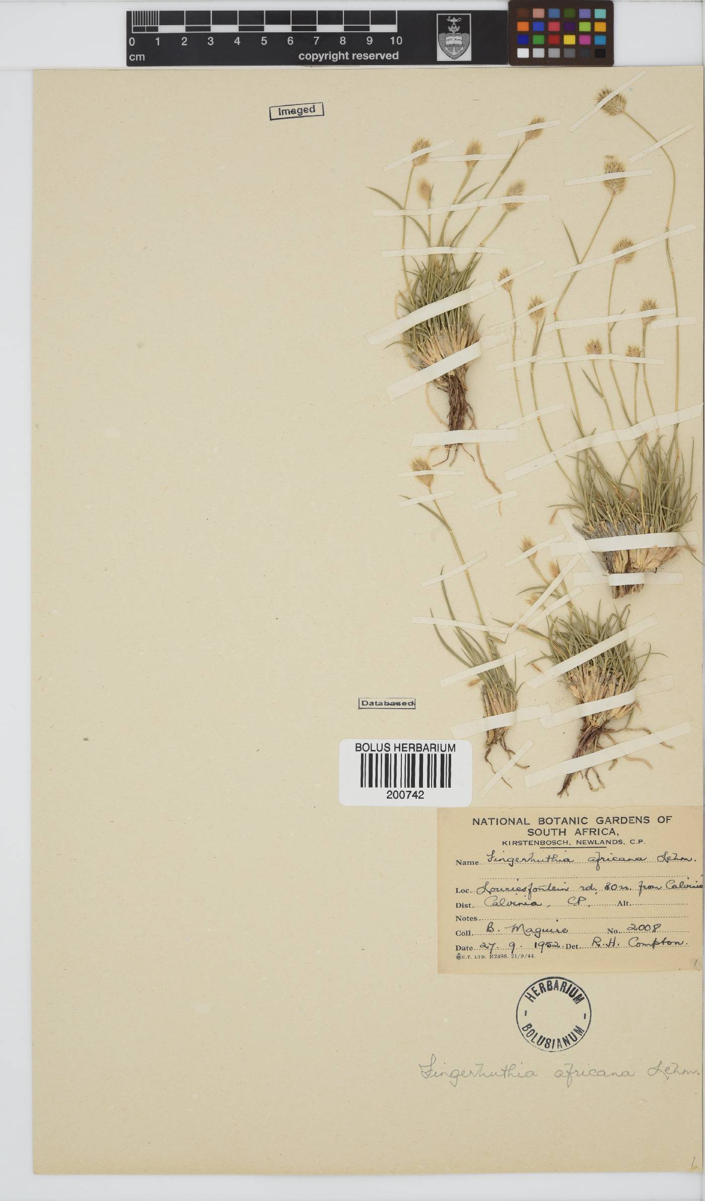 Fingerhuthia africana image