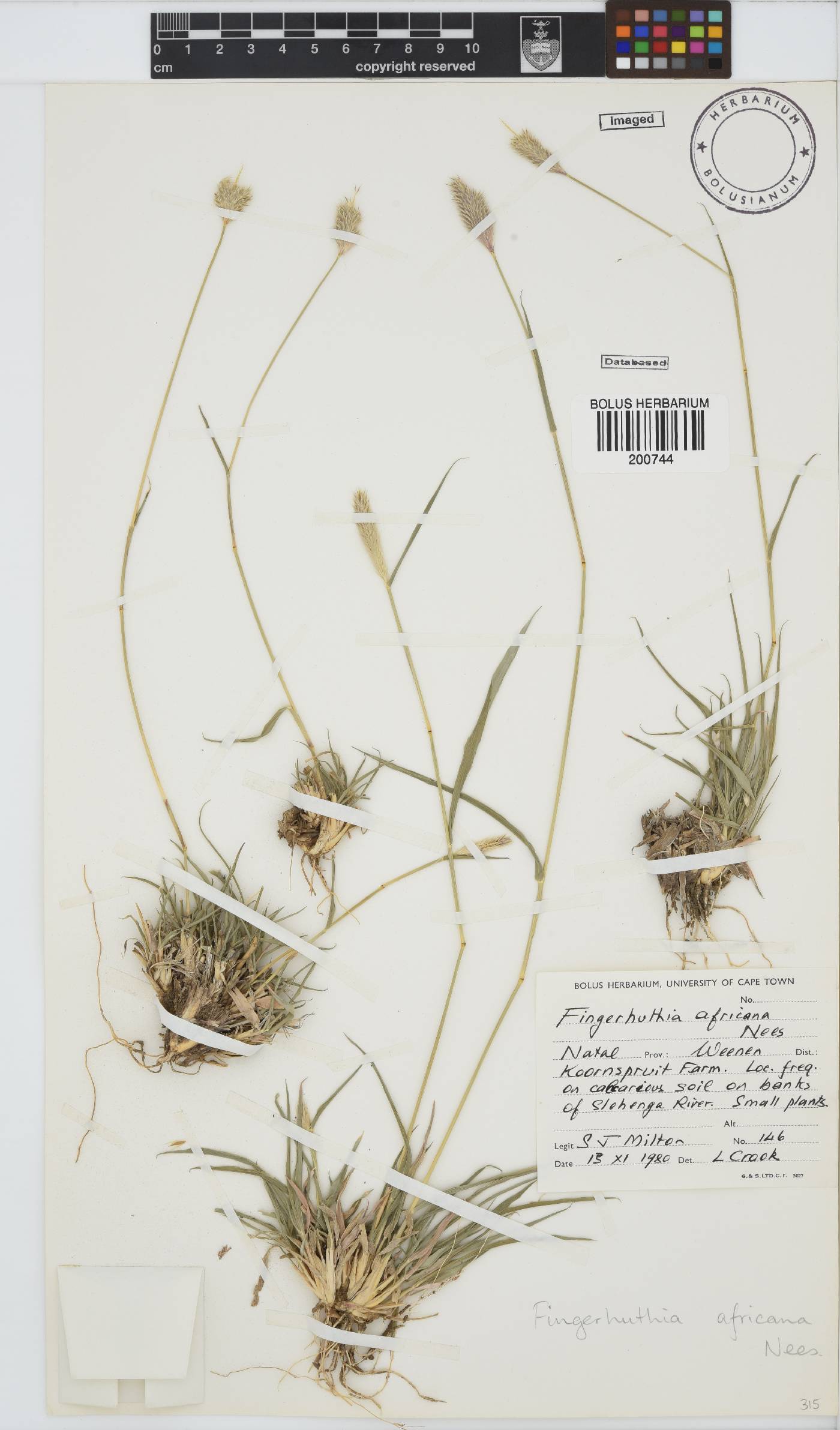 Fingerhuthia africana image