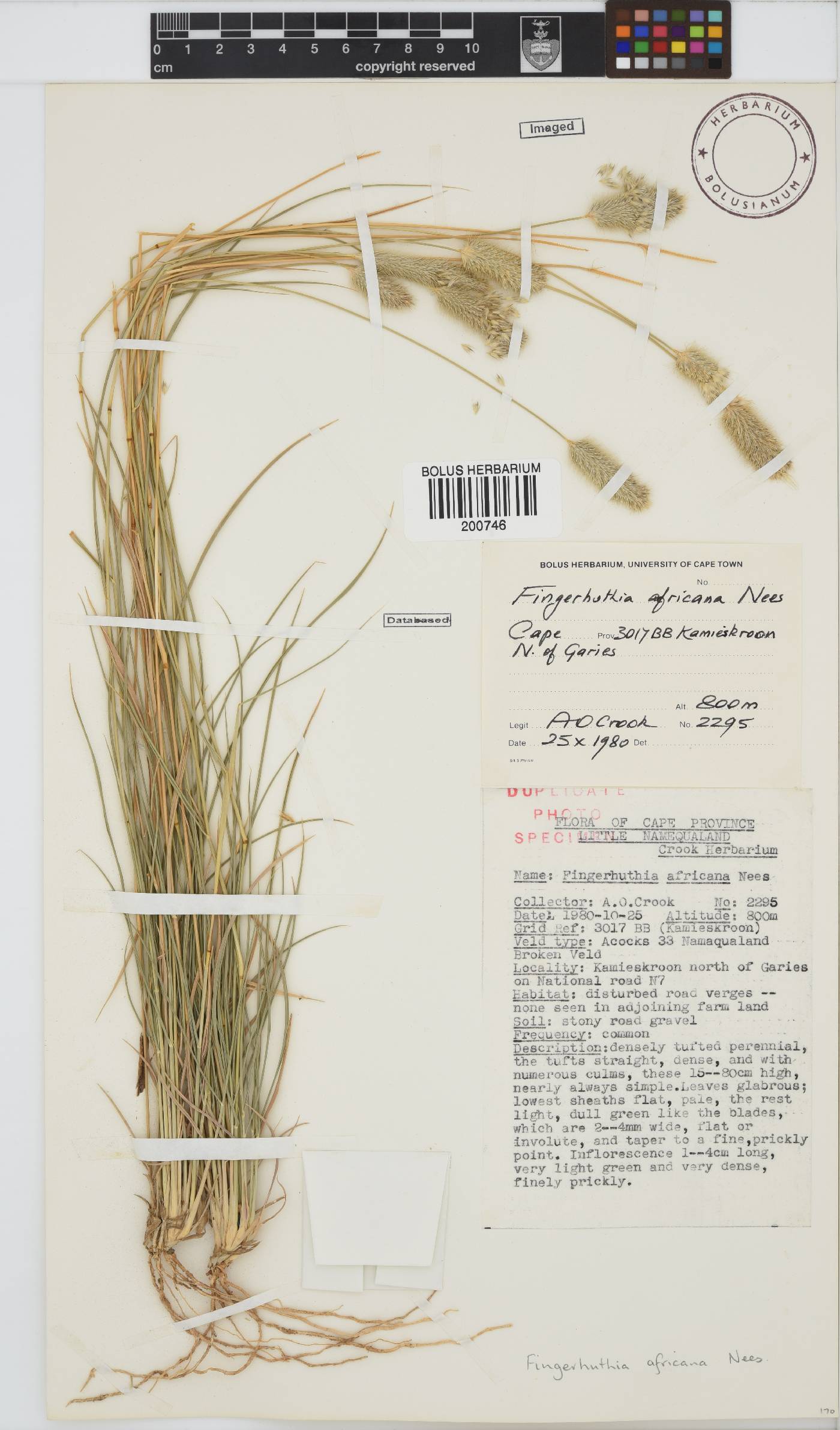Fingerhuthia africana image