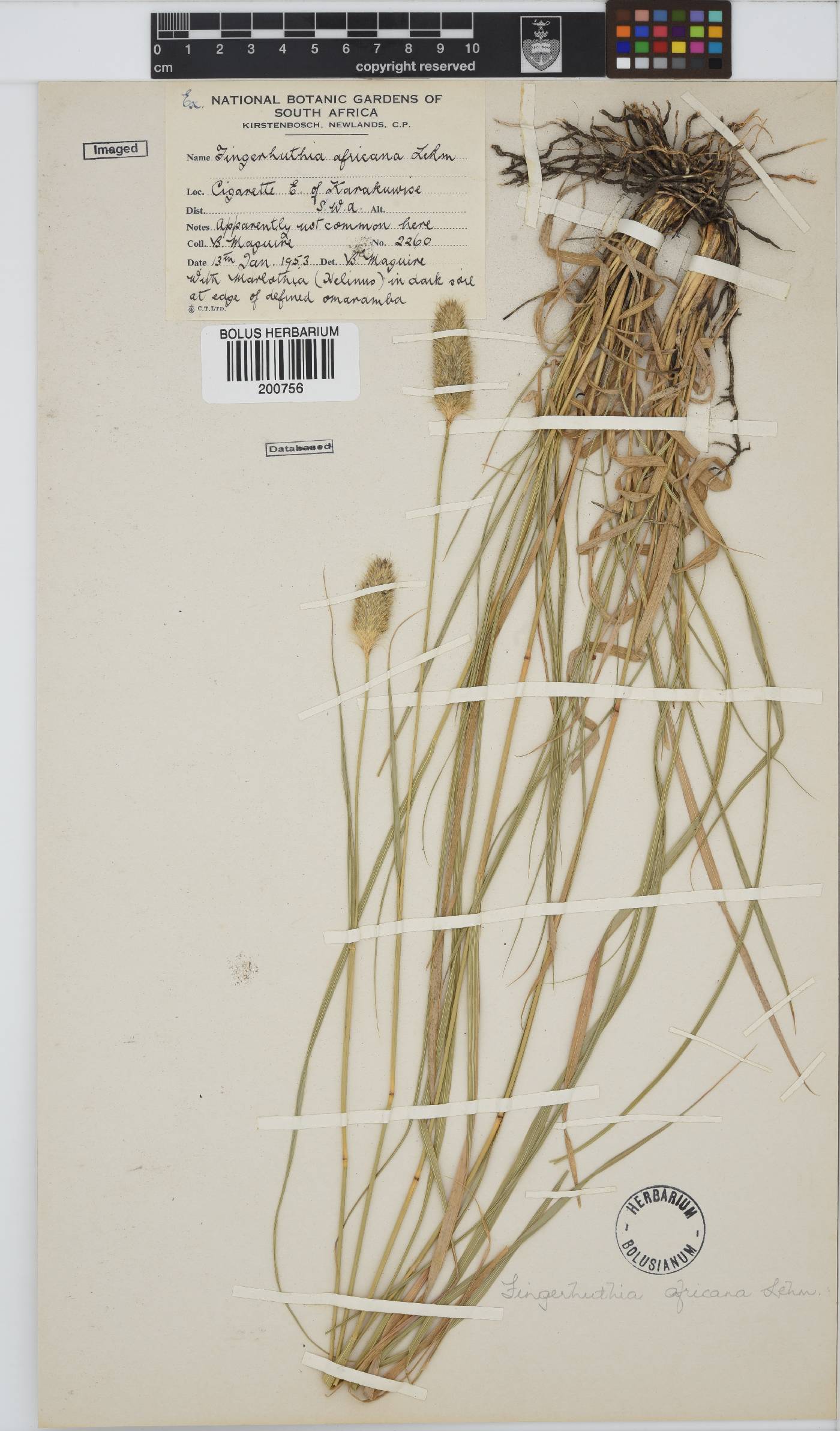 Fingerhuthia africana image