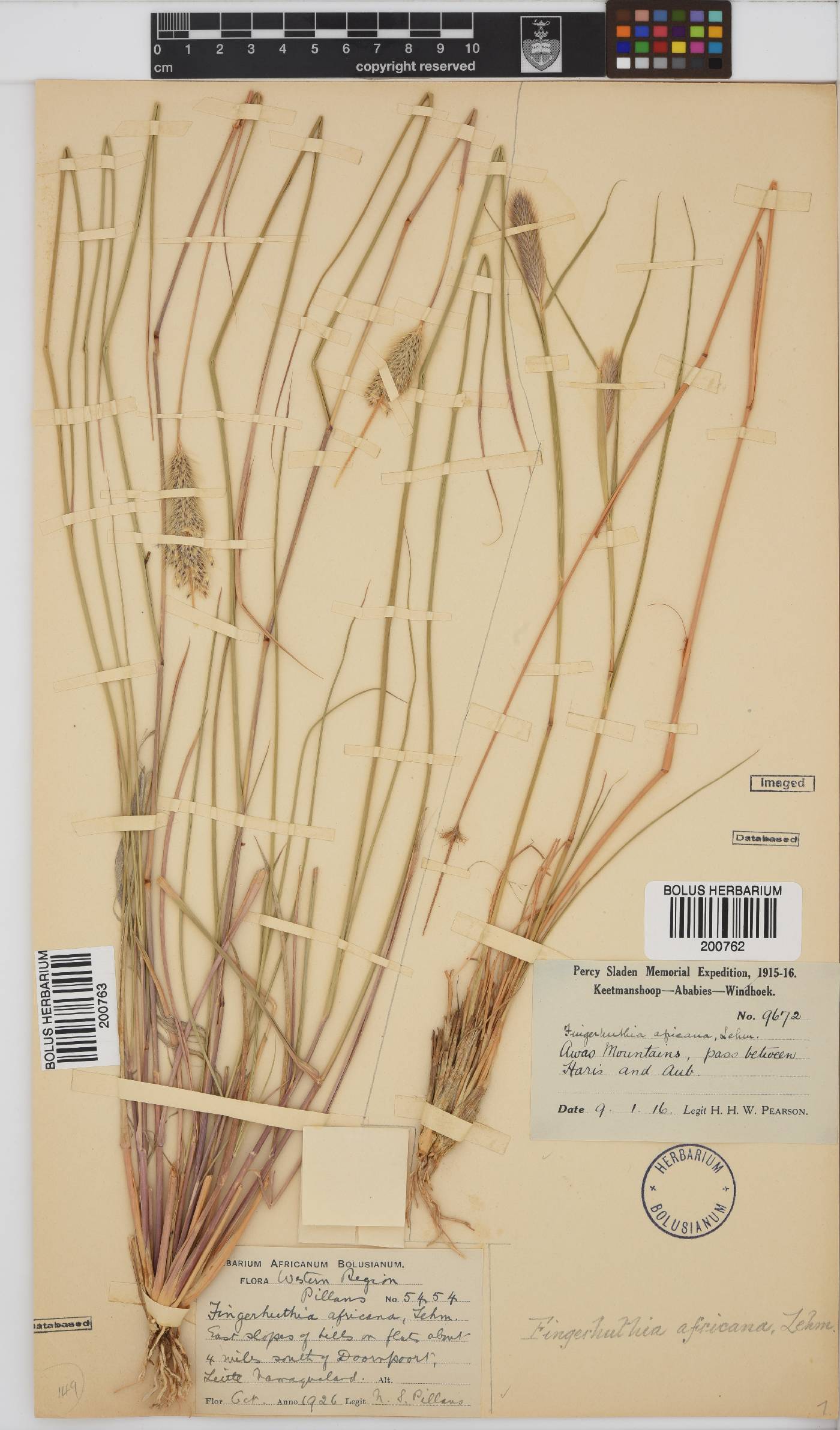 Fingerhuthia africana image