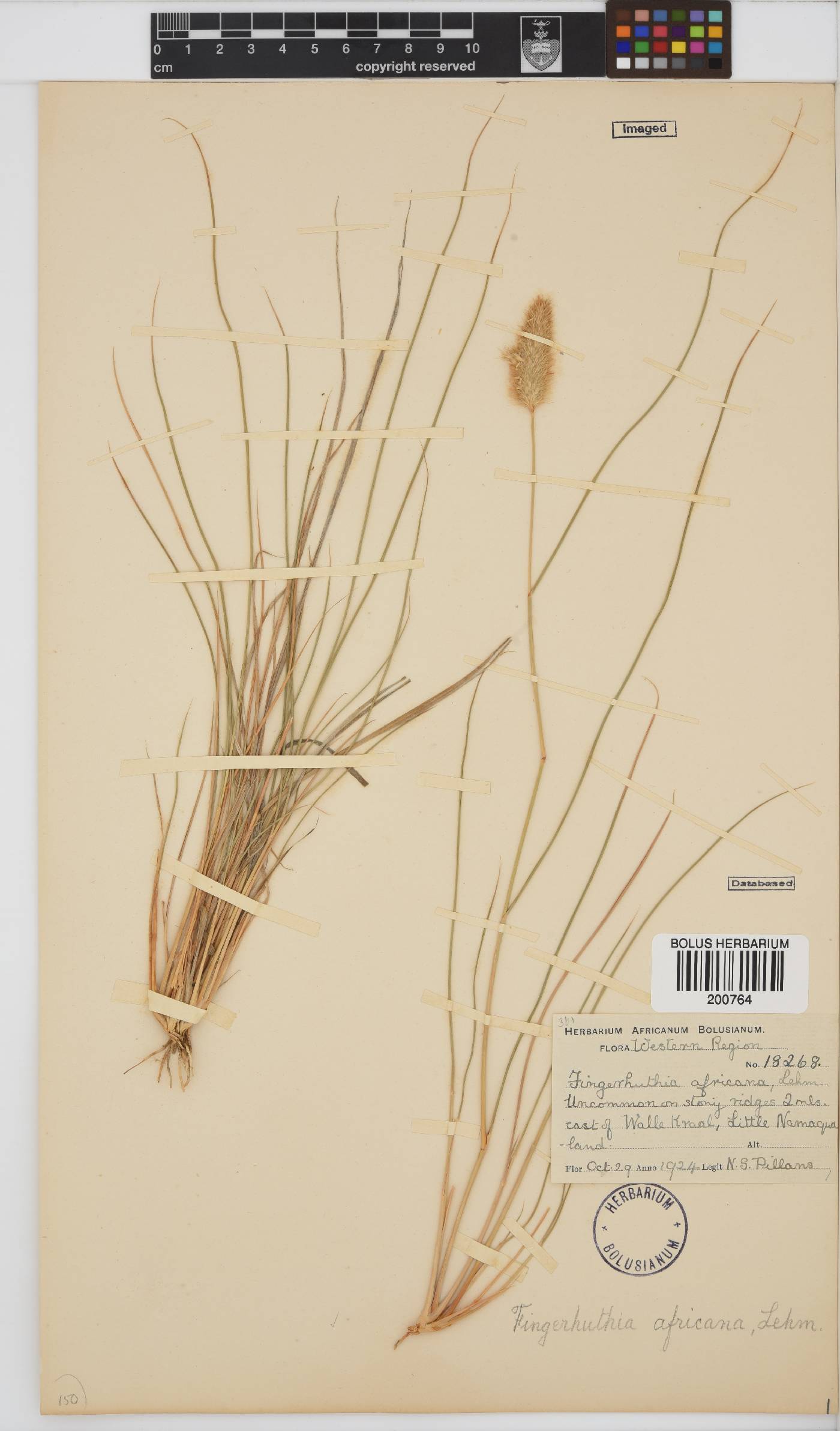 Fingerhuthia africana image