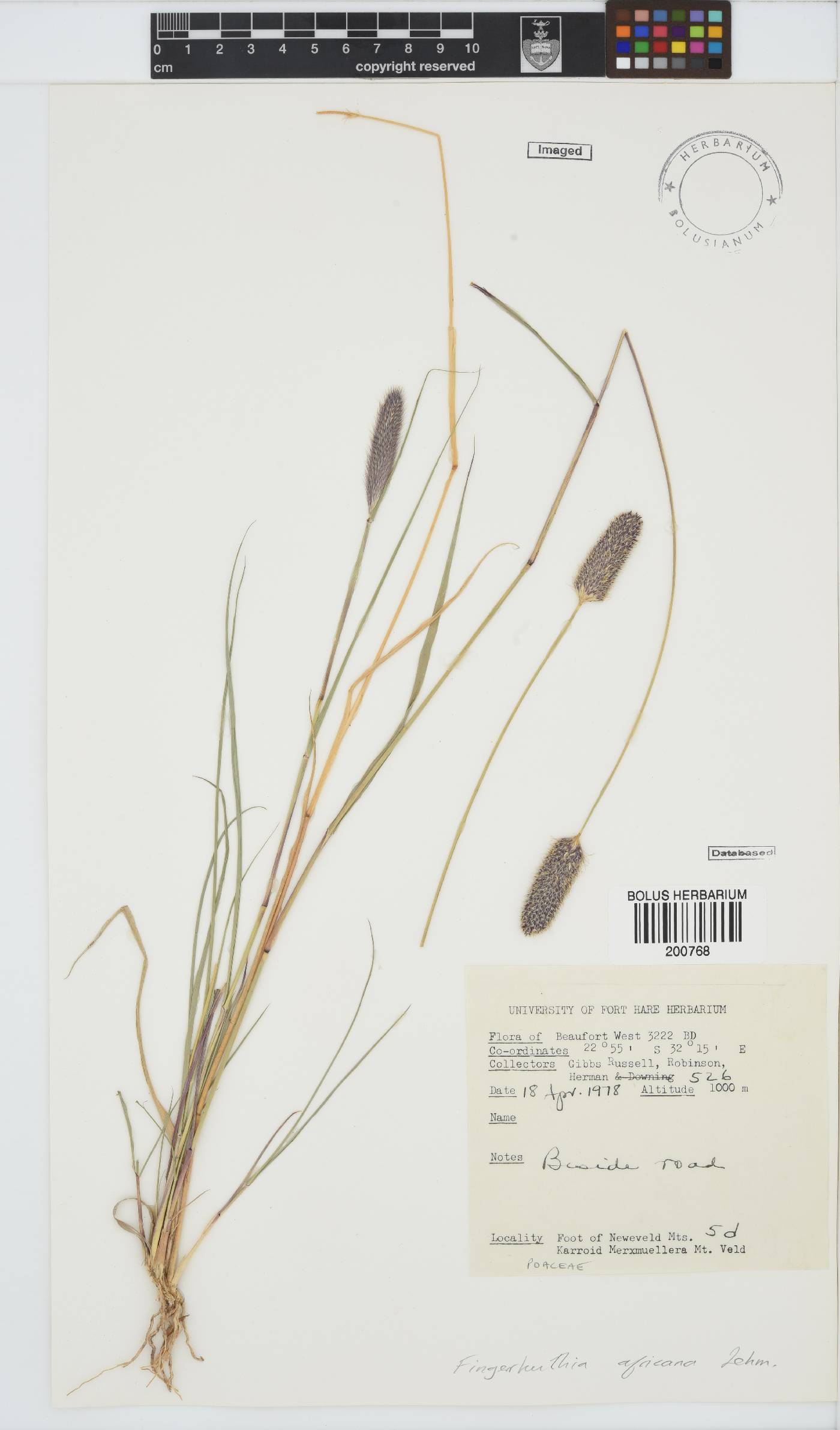 Fingerhuthia africana image