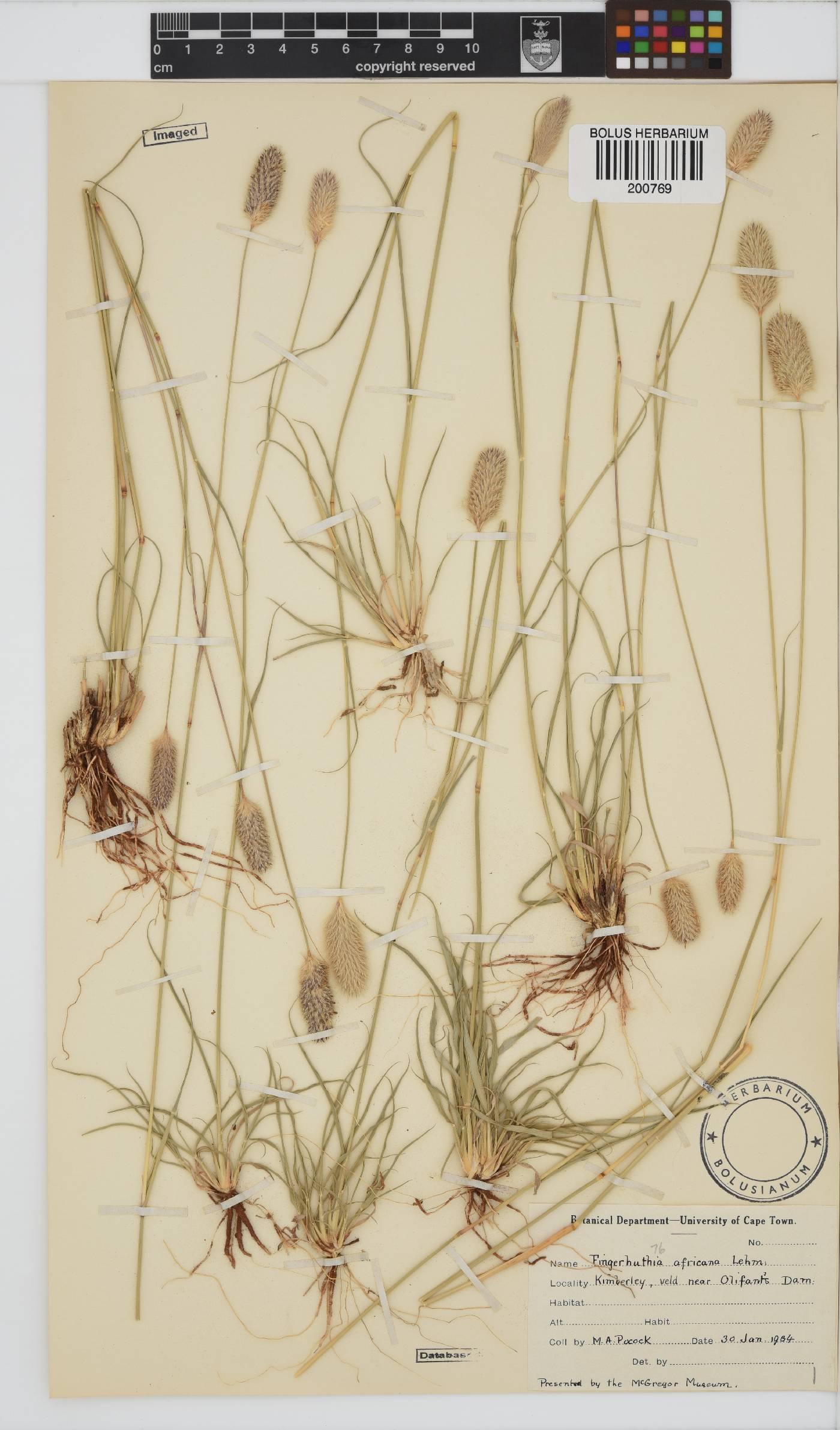 Fingerhuthia image