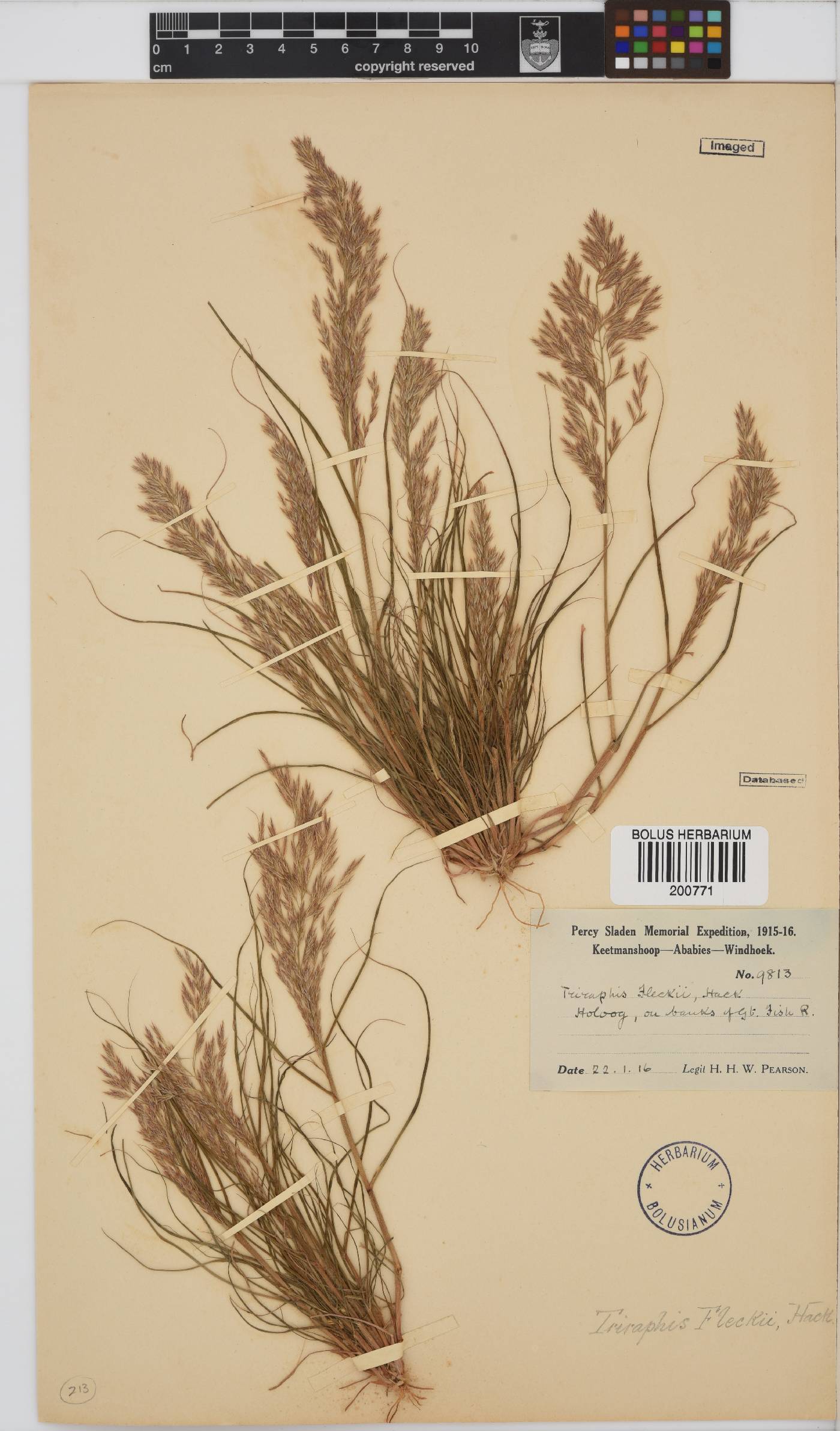 Triraphis purpurea image