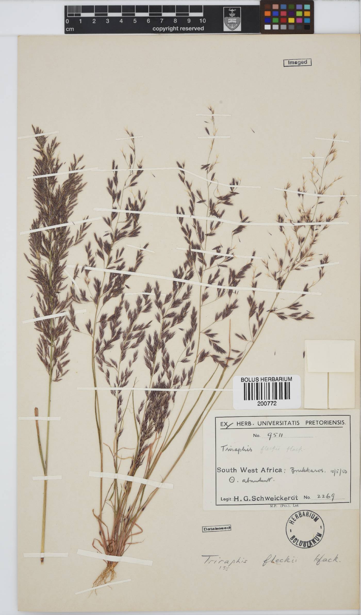 Triraphis purpurea image