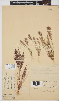 Triraphis purpurea image