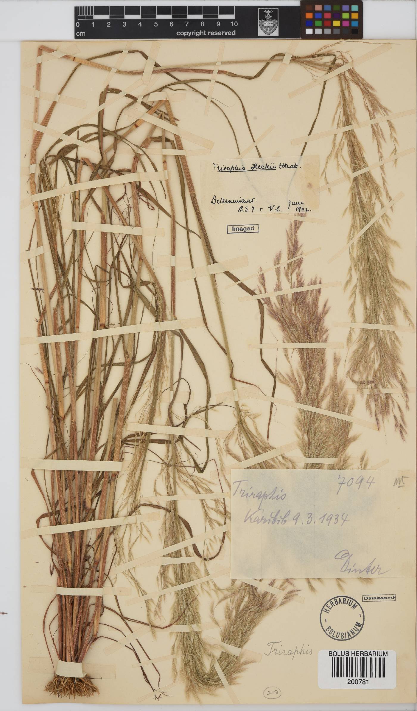 Triraphis purpurea image