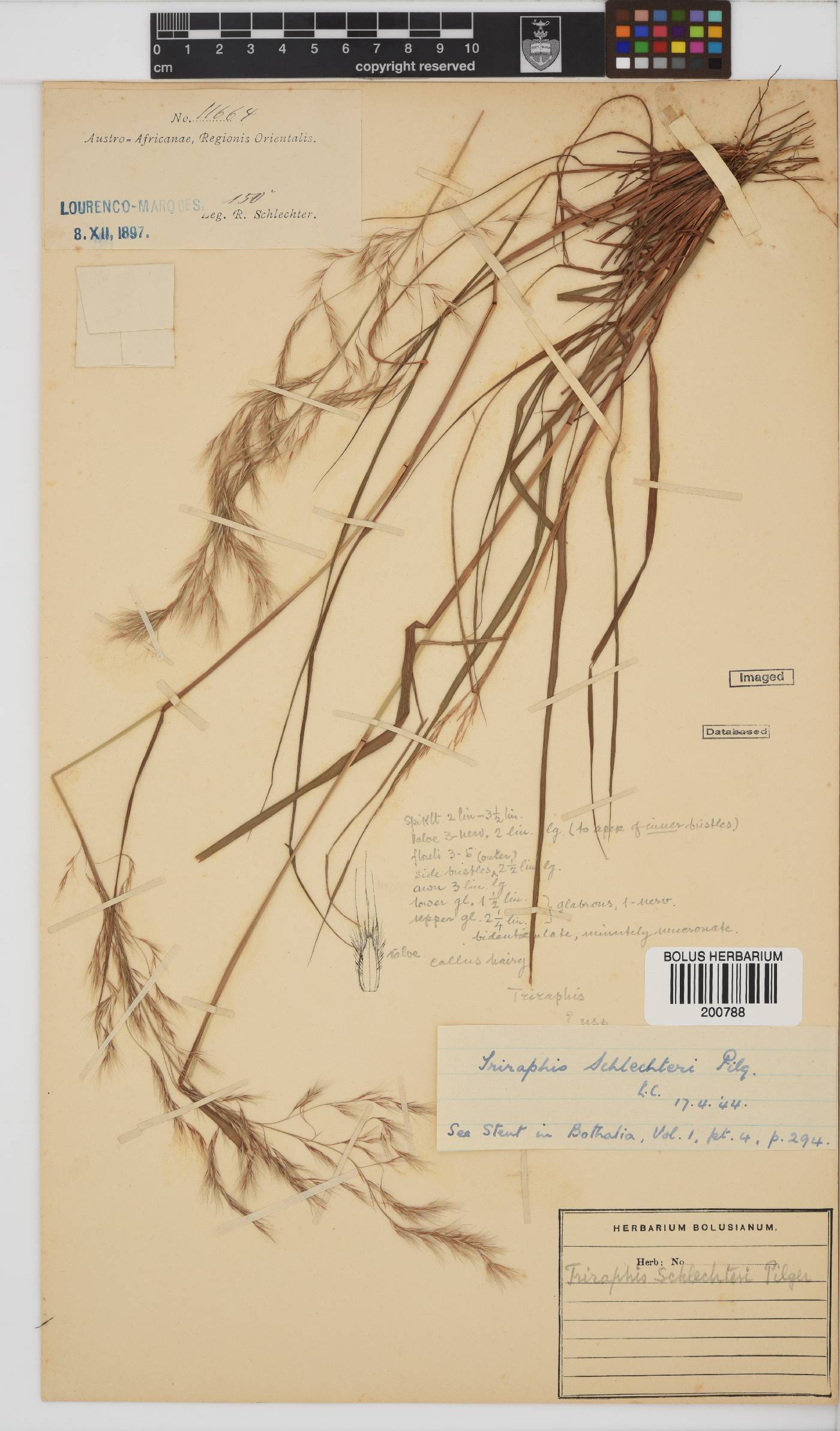 Triraphis schinzii image